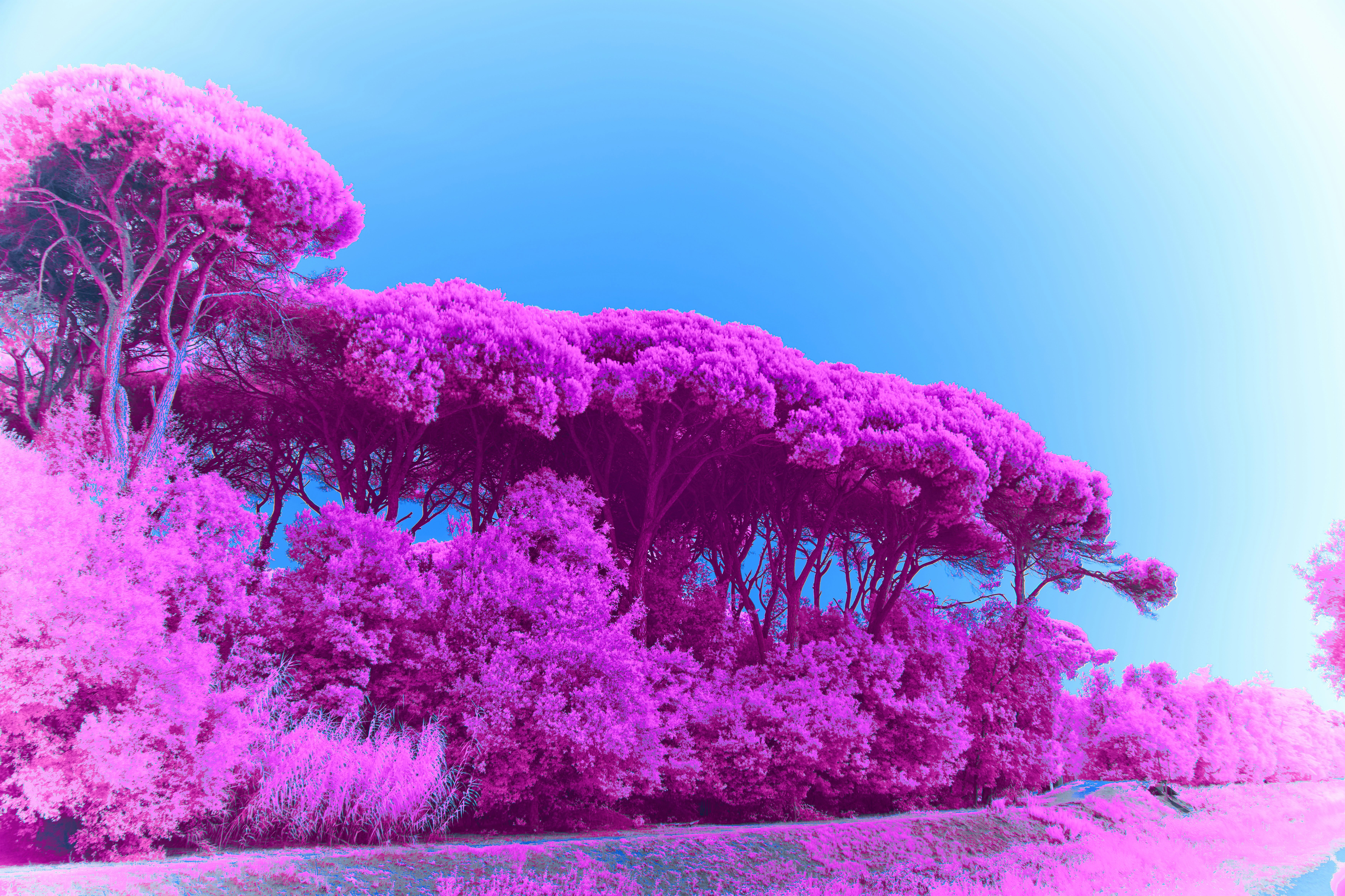 Photo by wolfgang_hasselmann