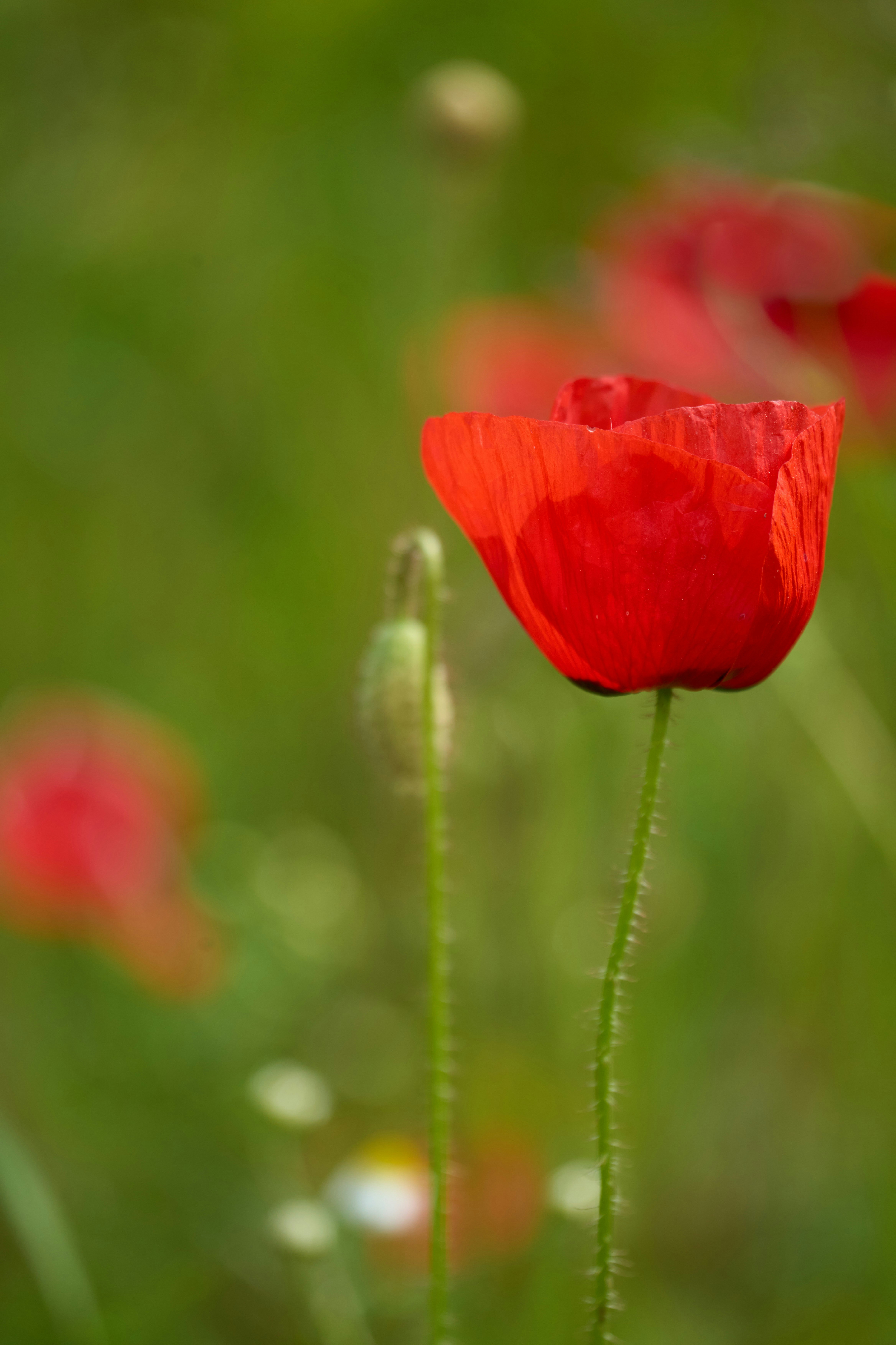 Photo by wolfgang_hasselmann