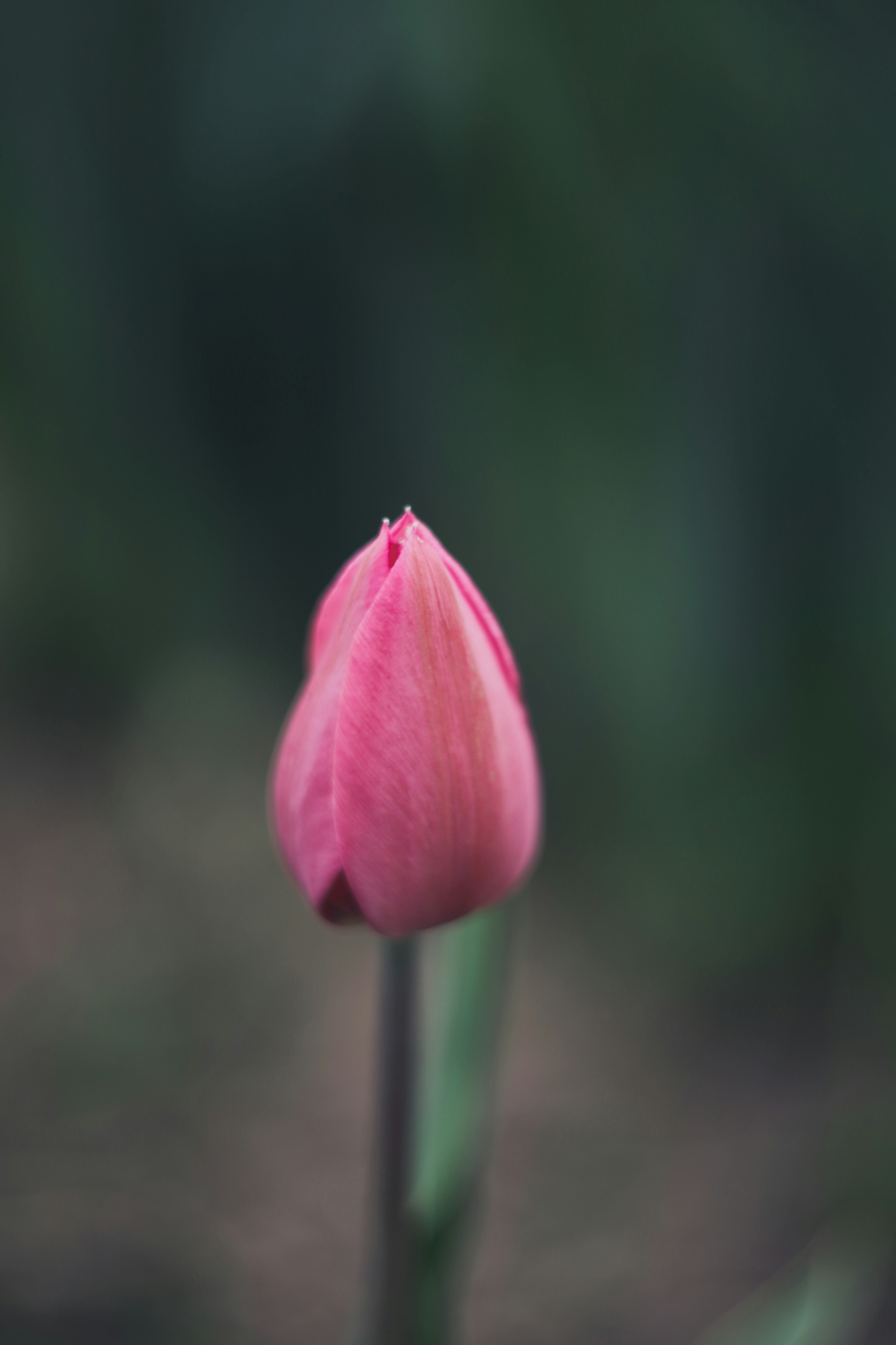 A single pink tulip with a blurry background