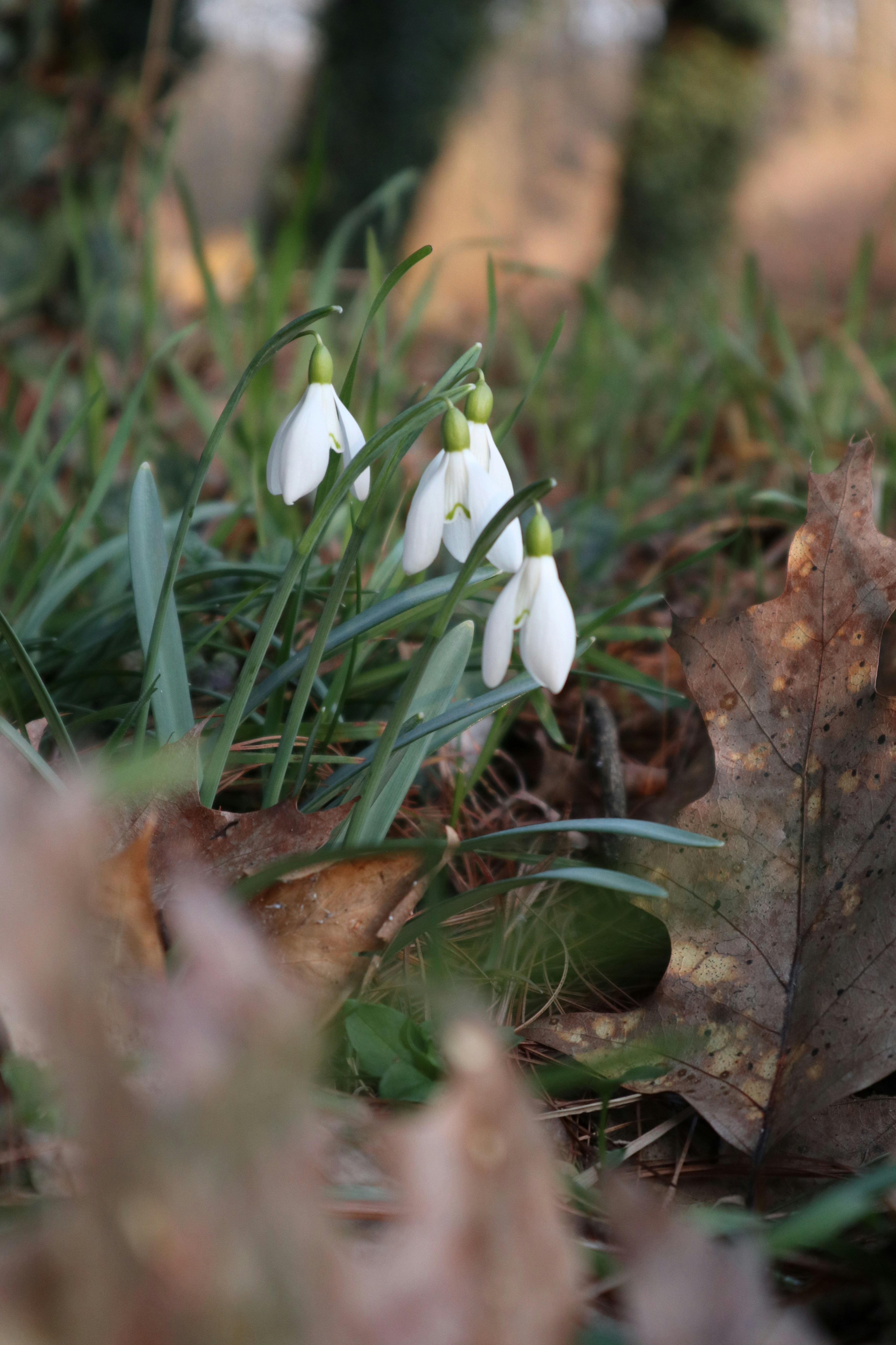 Photo by balint_miko