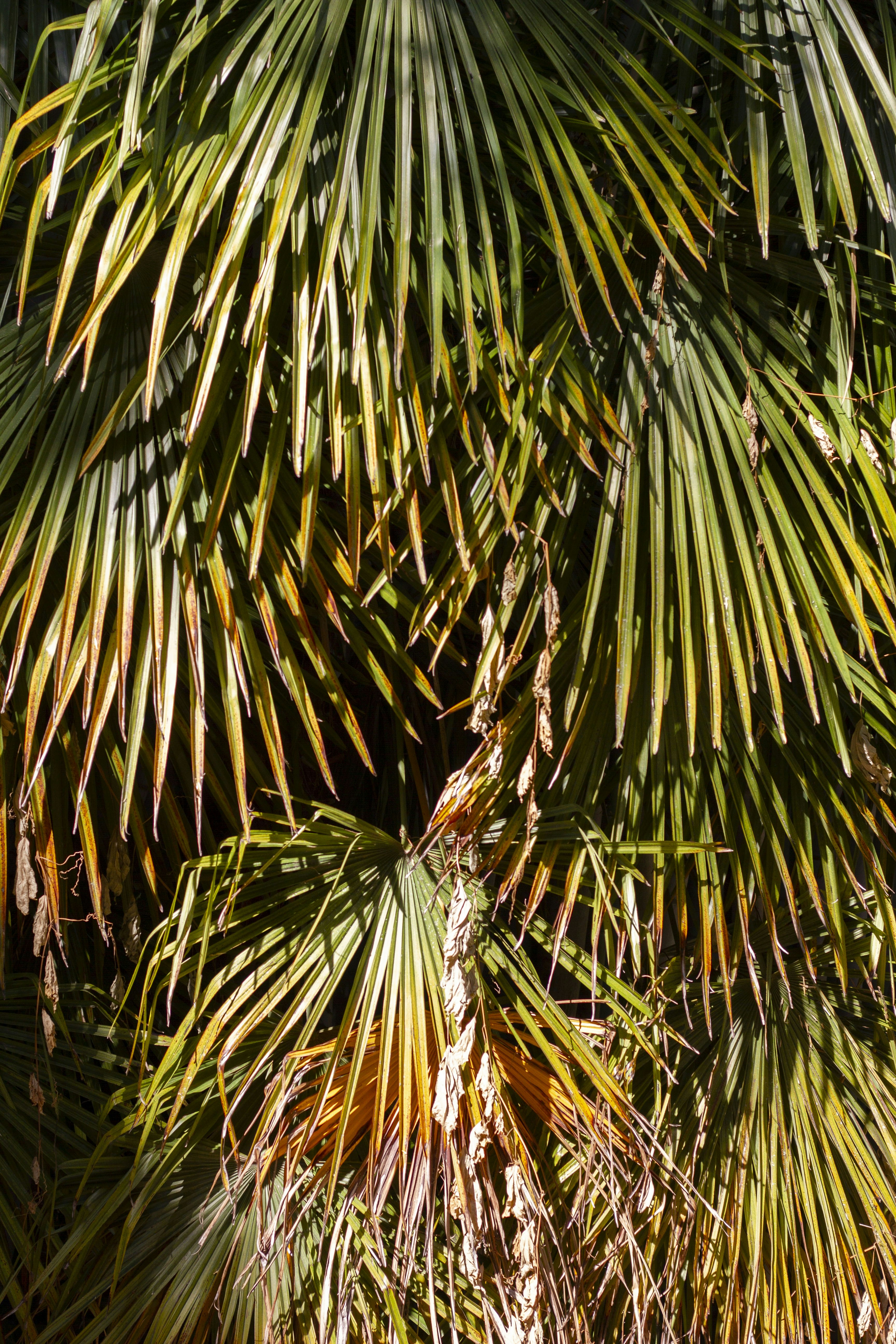 A close up of a palm tree with lots of leaves