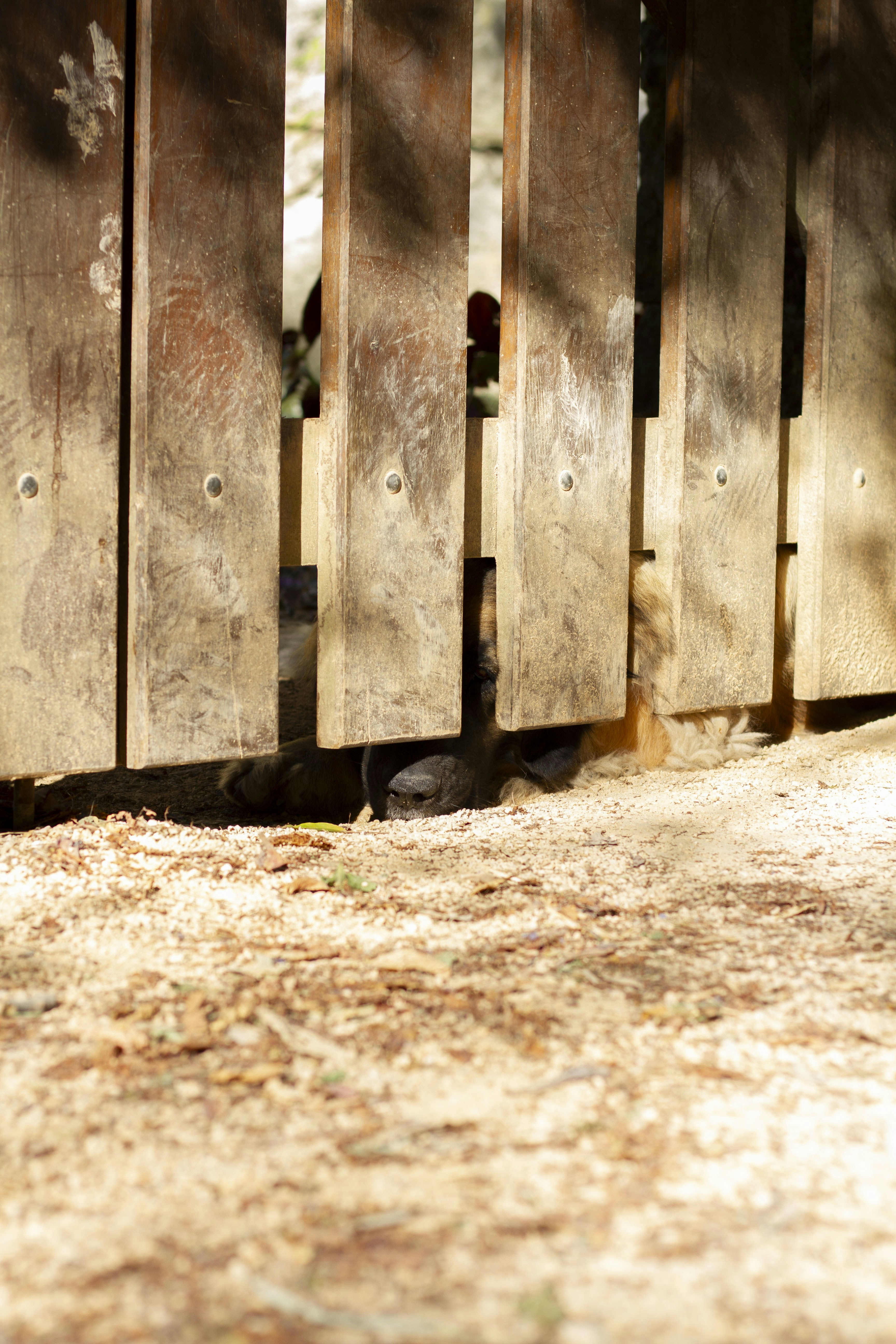 A dog is standing in front of a wooden fence
