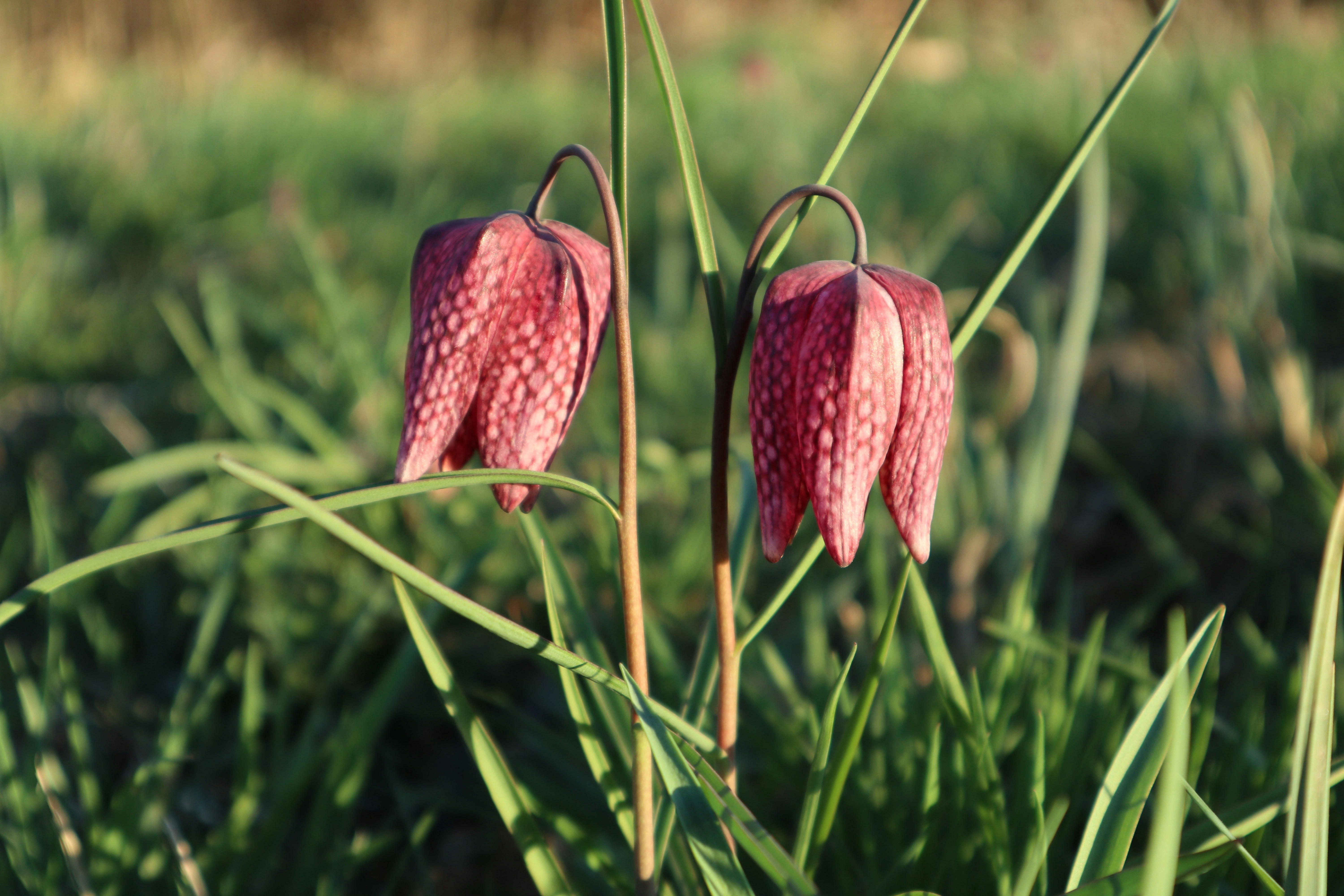 Hình ảnh Bối mẫu zhejiang