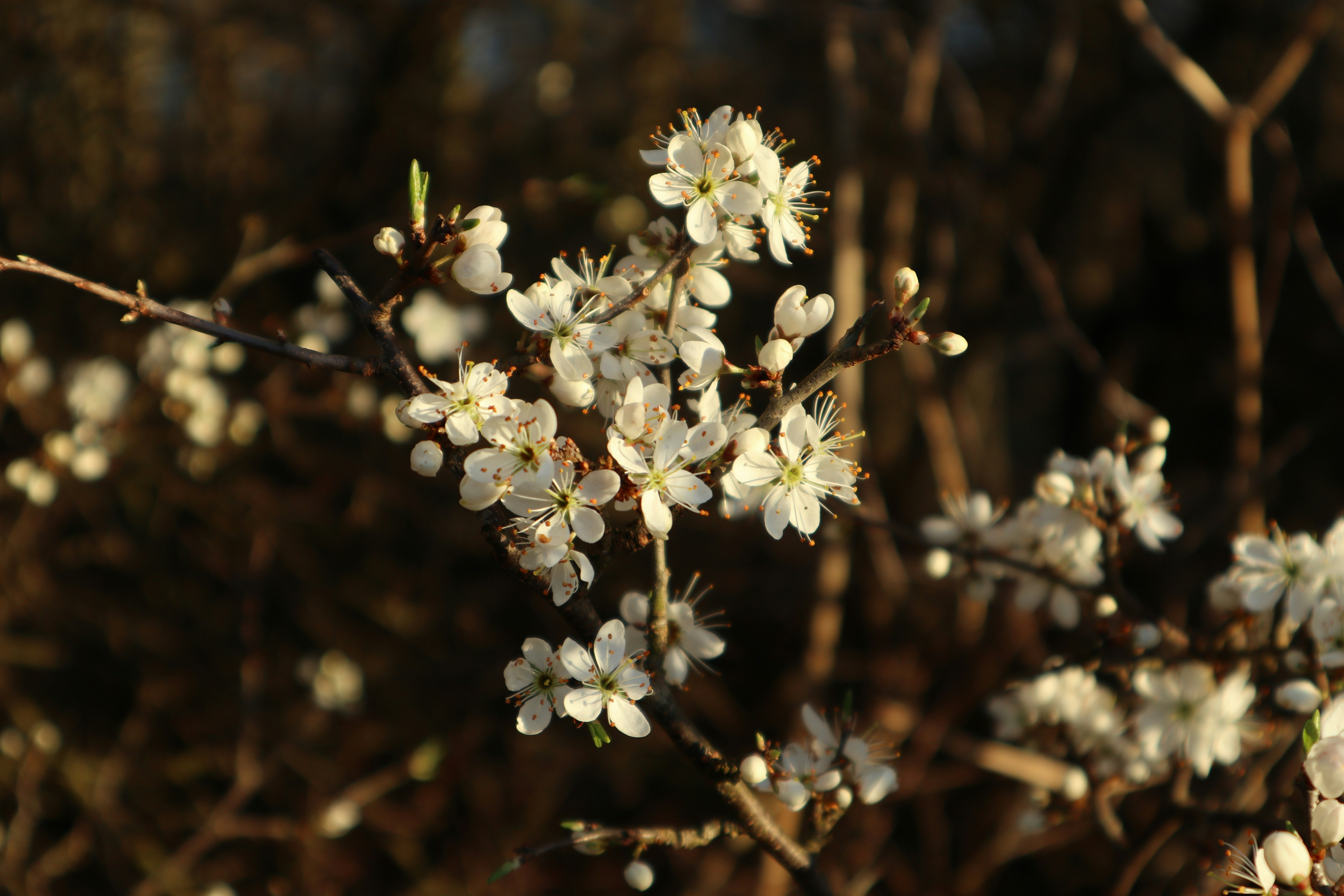 Photo by balint_miko