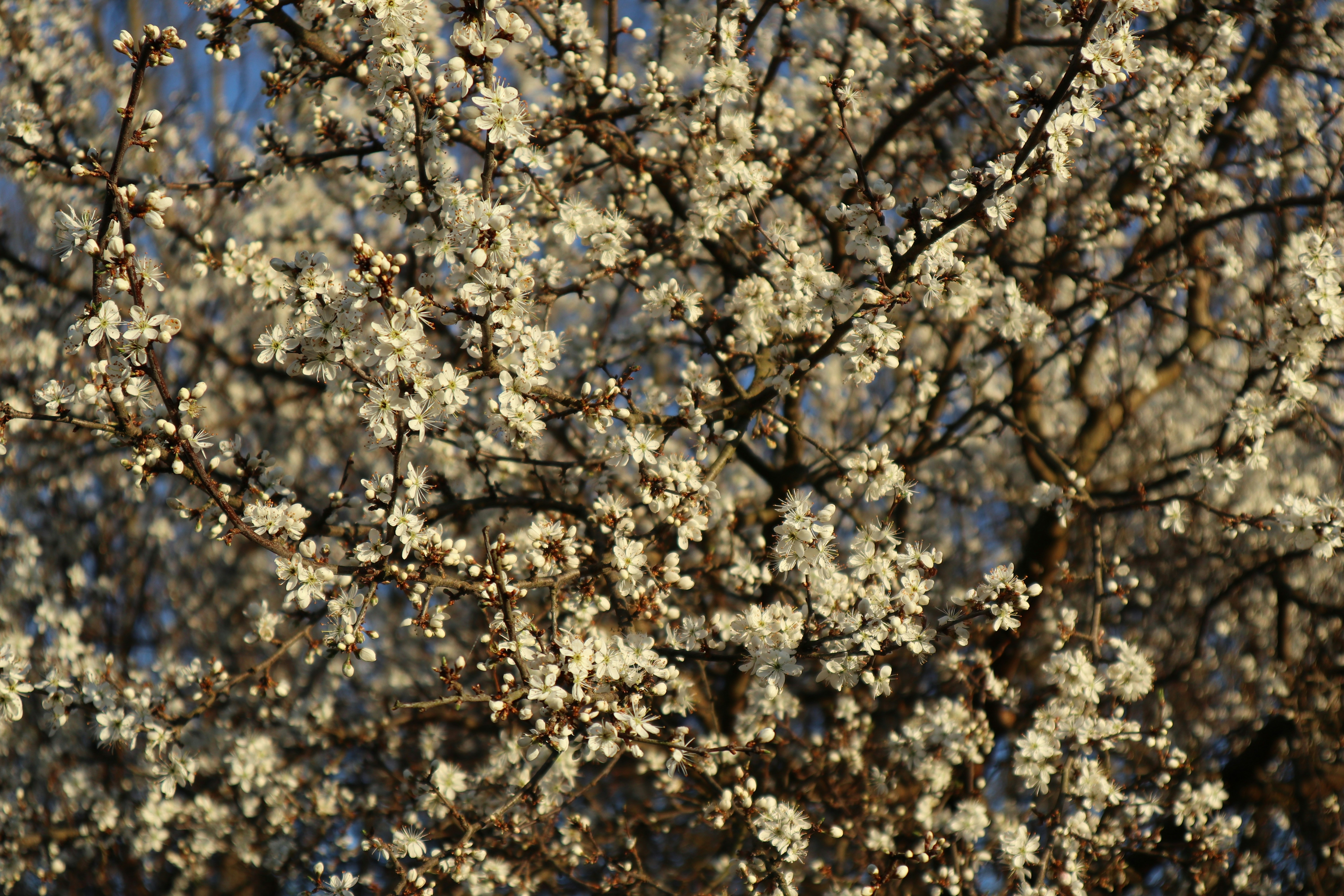 Photo by balint_miko