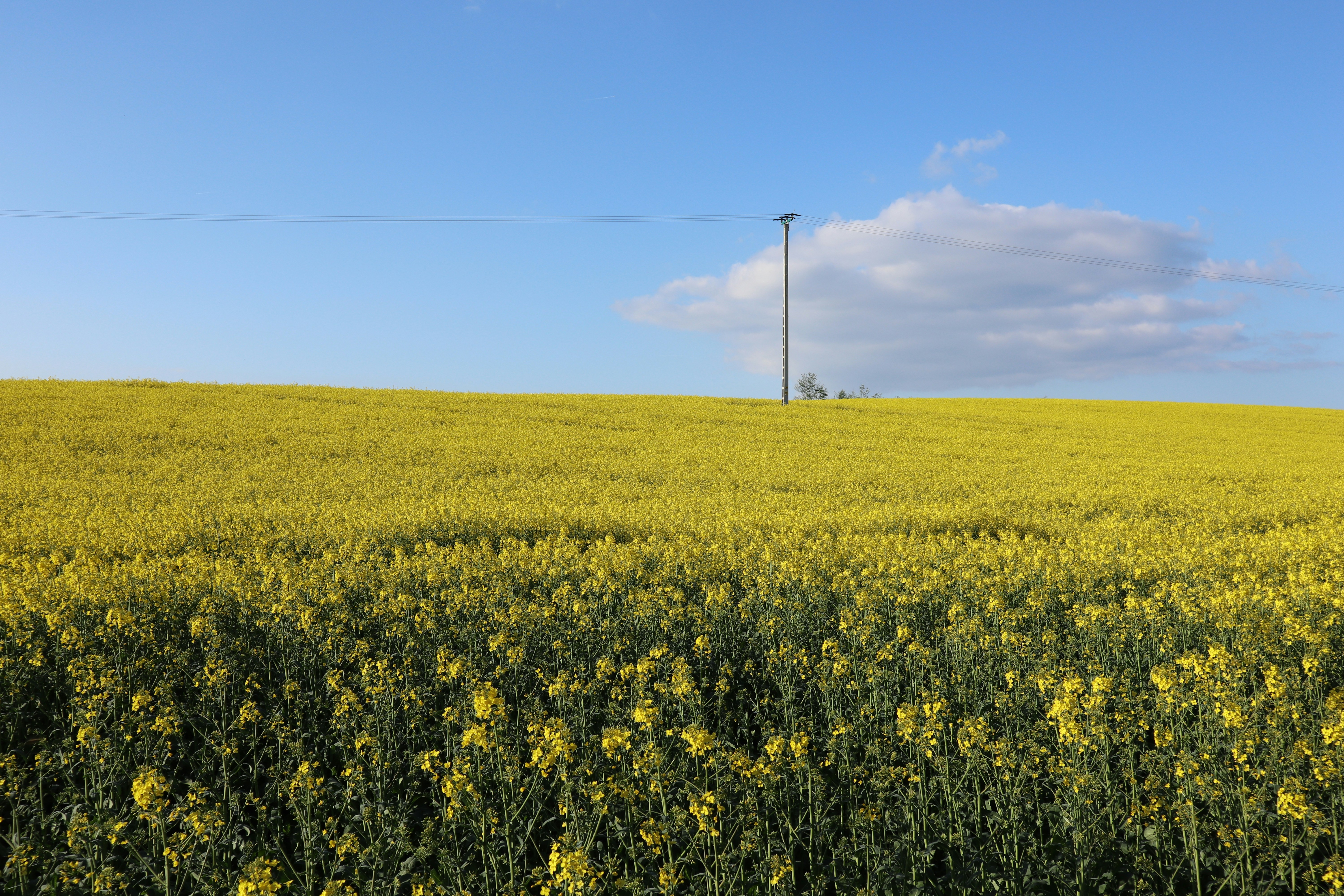 Photo by balint_miko