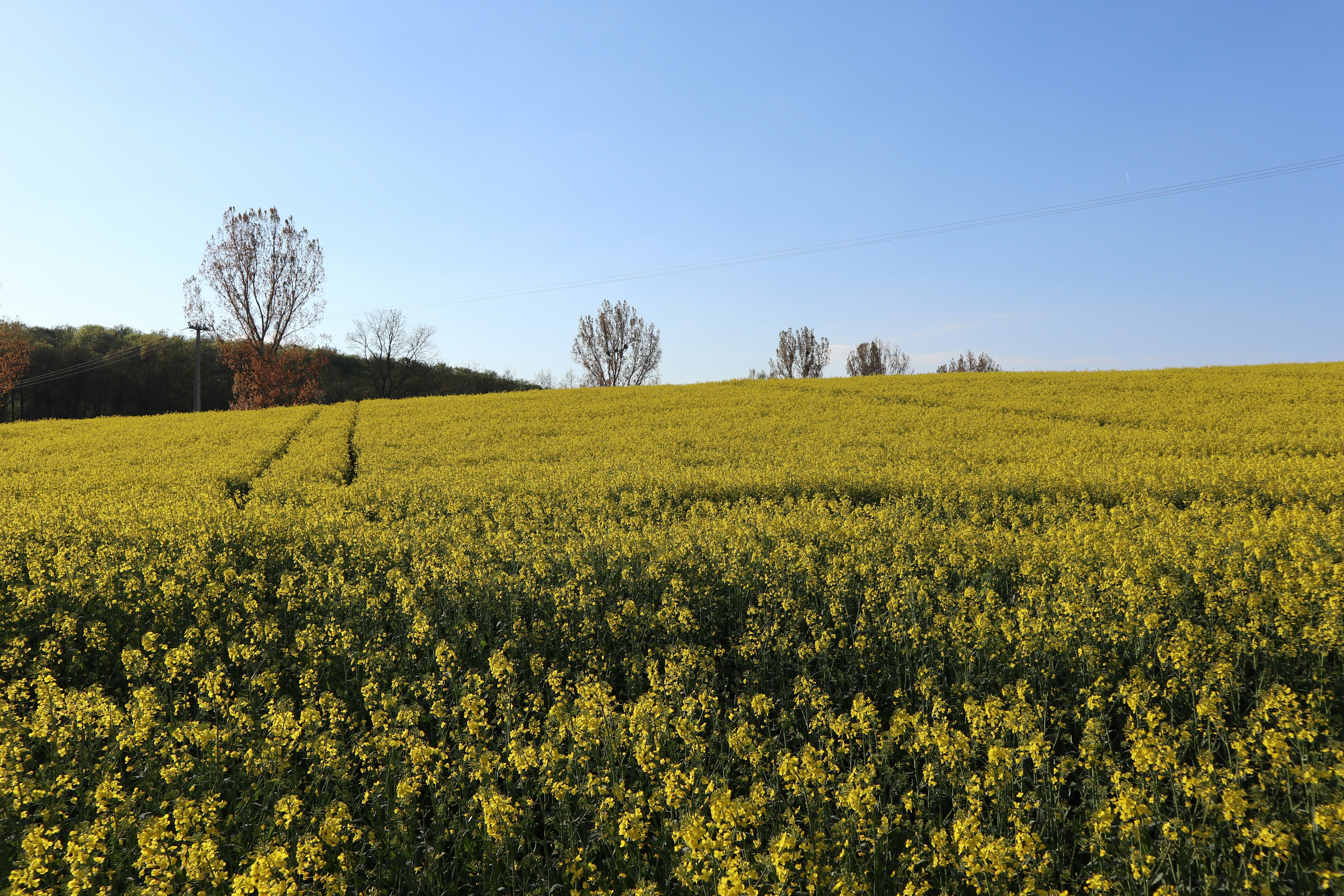 Photo by balint_miko