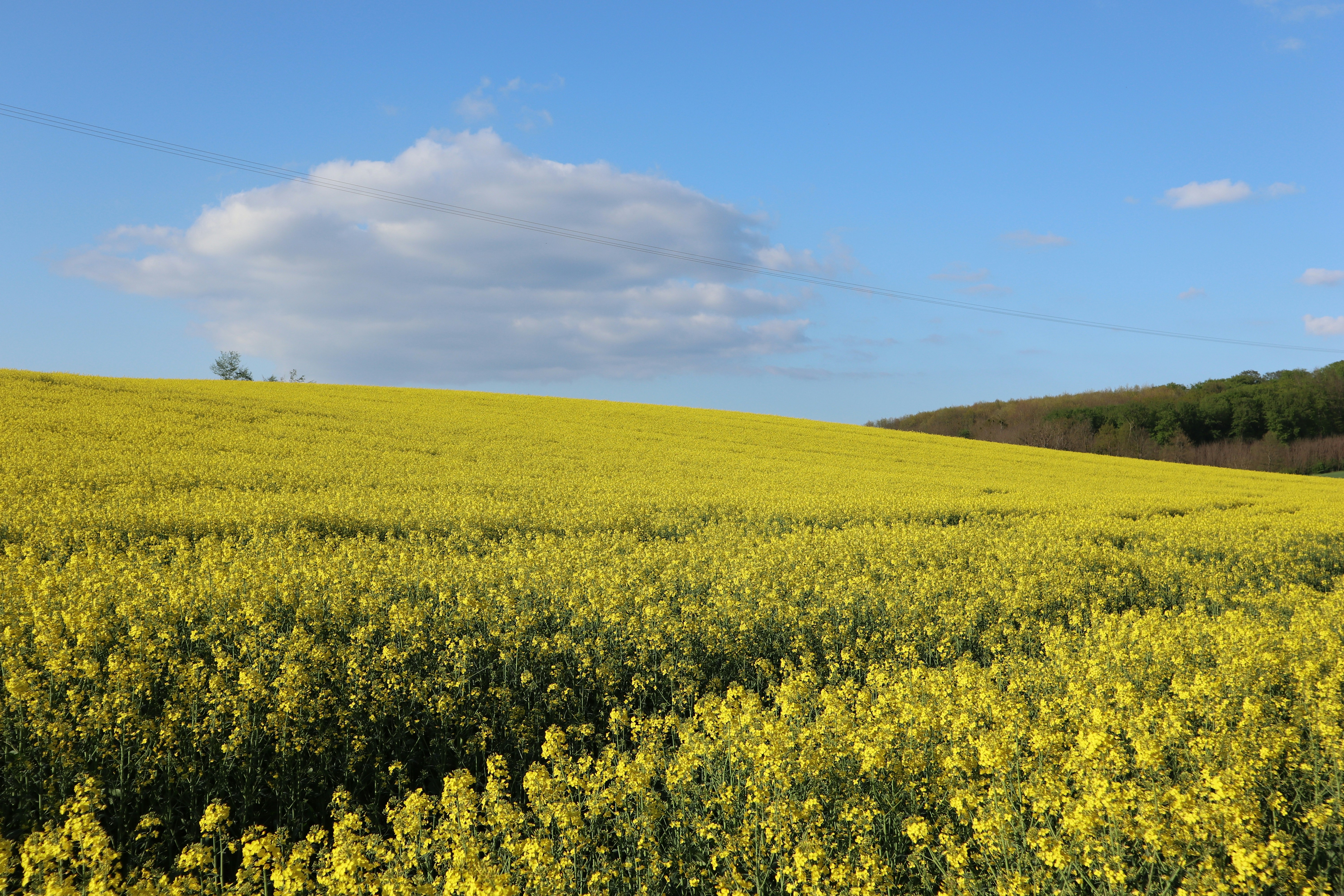 Photo by balint_miko