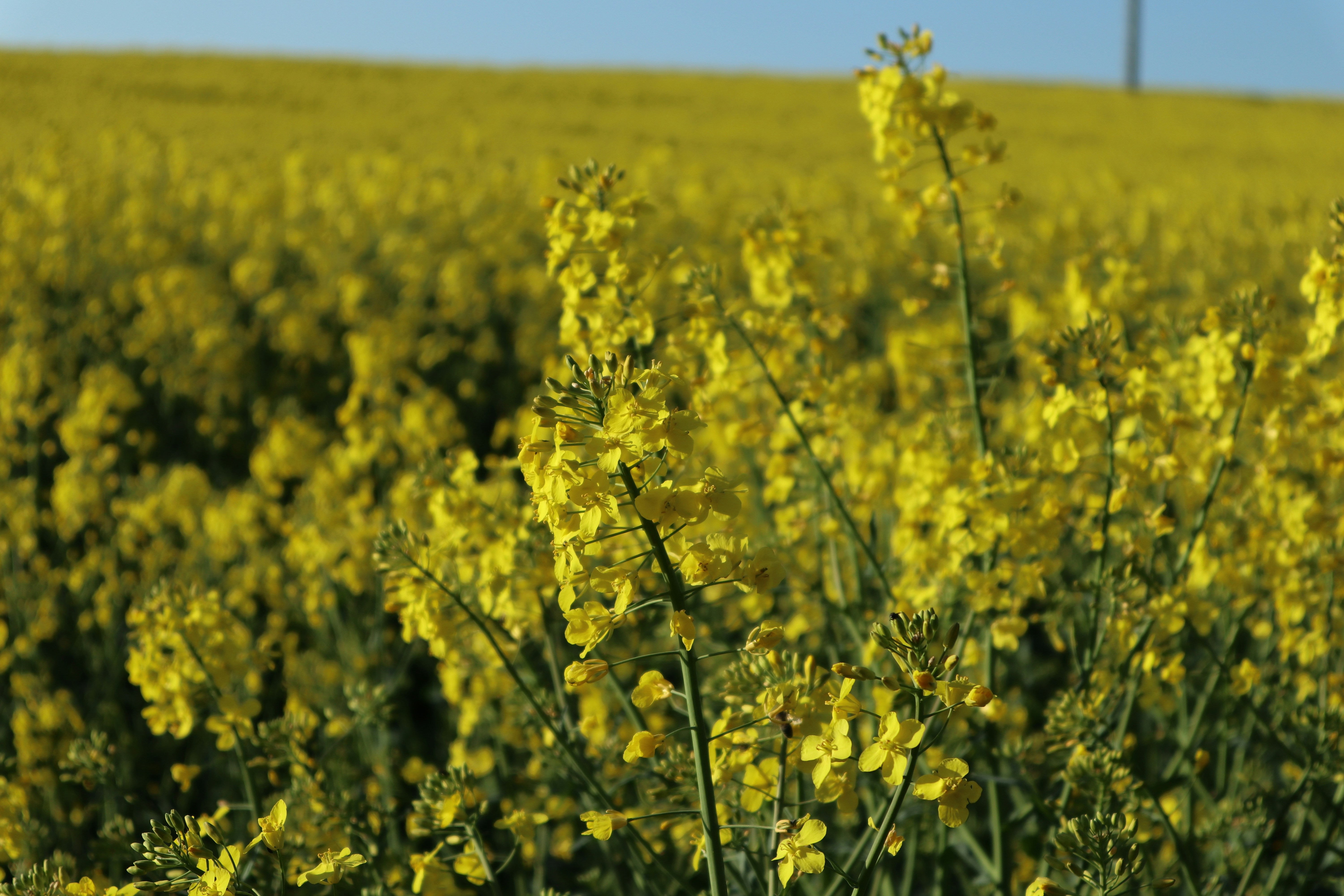 Photo by balint_miko