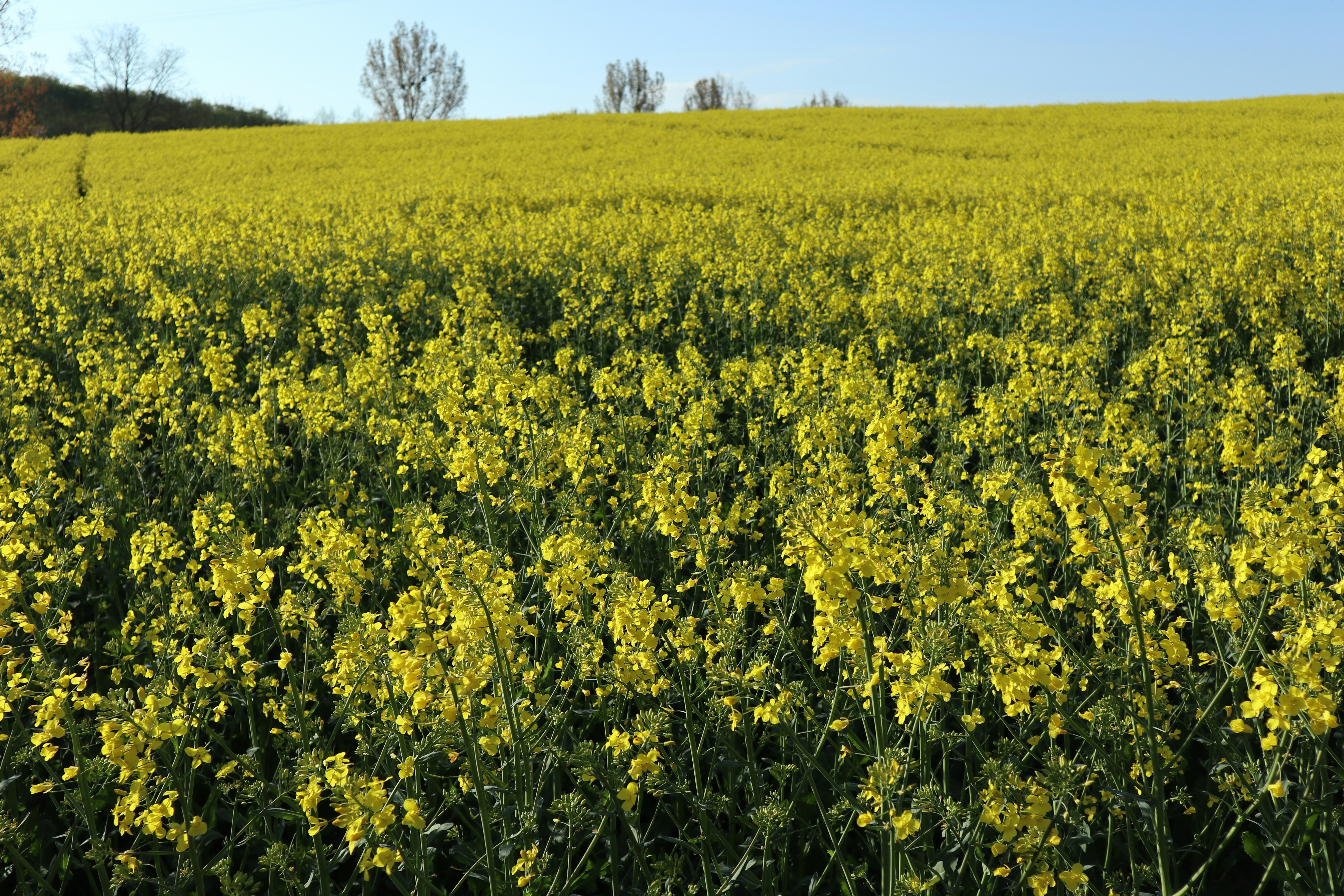 Photo by balint_miko