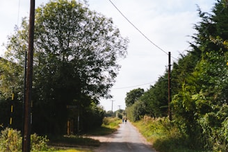 A dirt road surrounded by trees and power lines