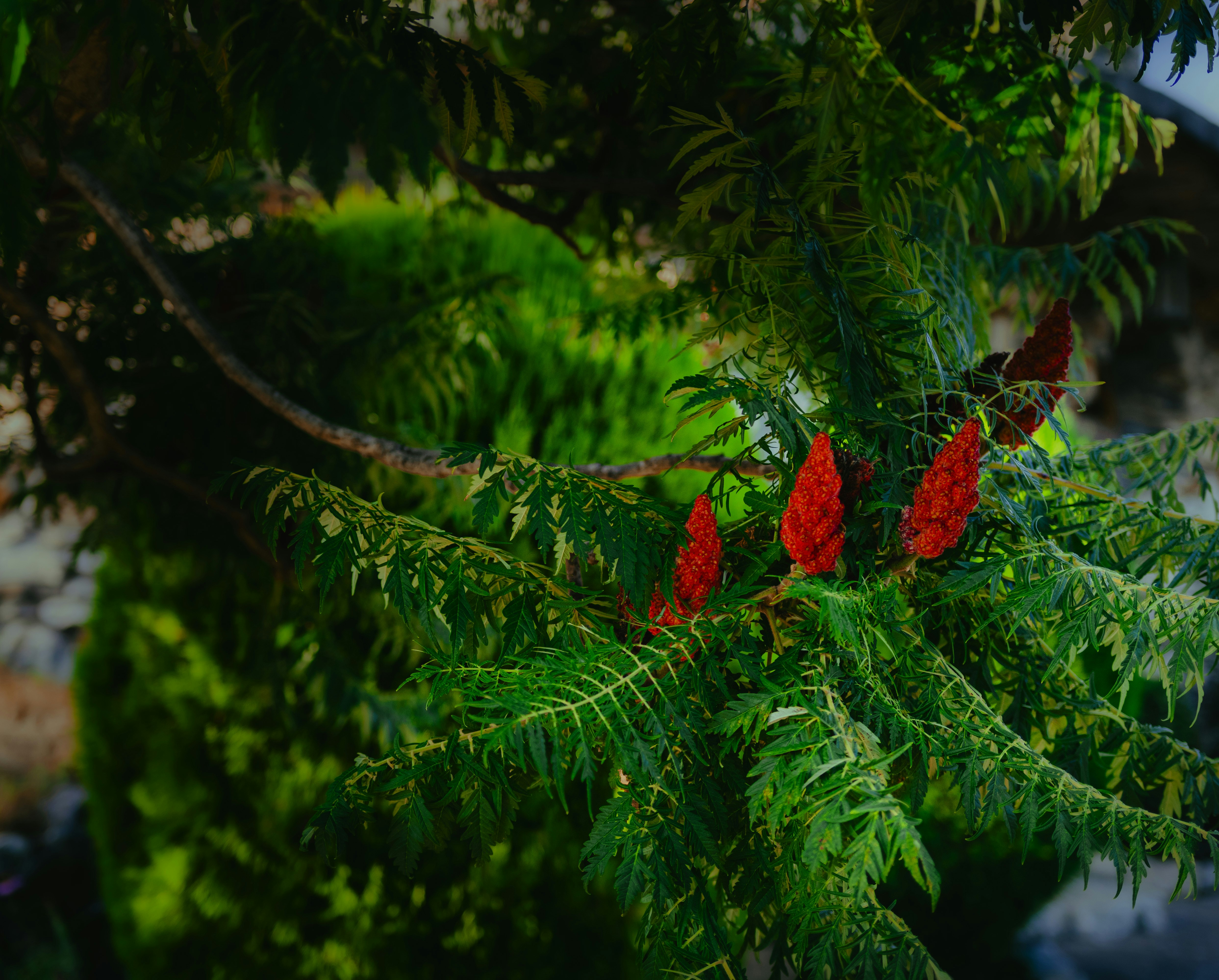 A tree with red flowers and green leaves