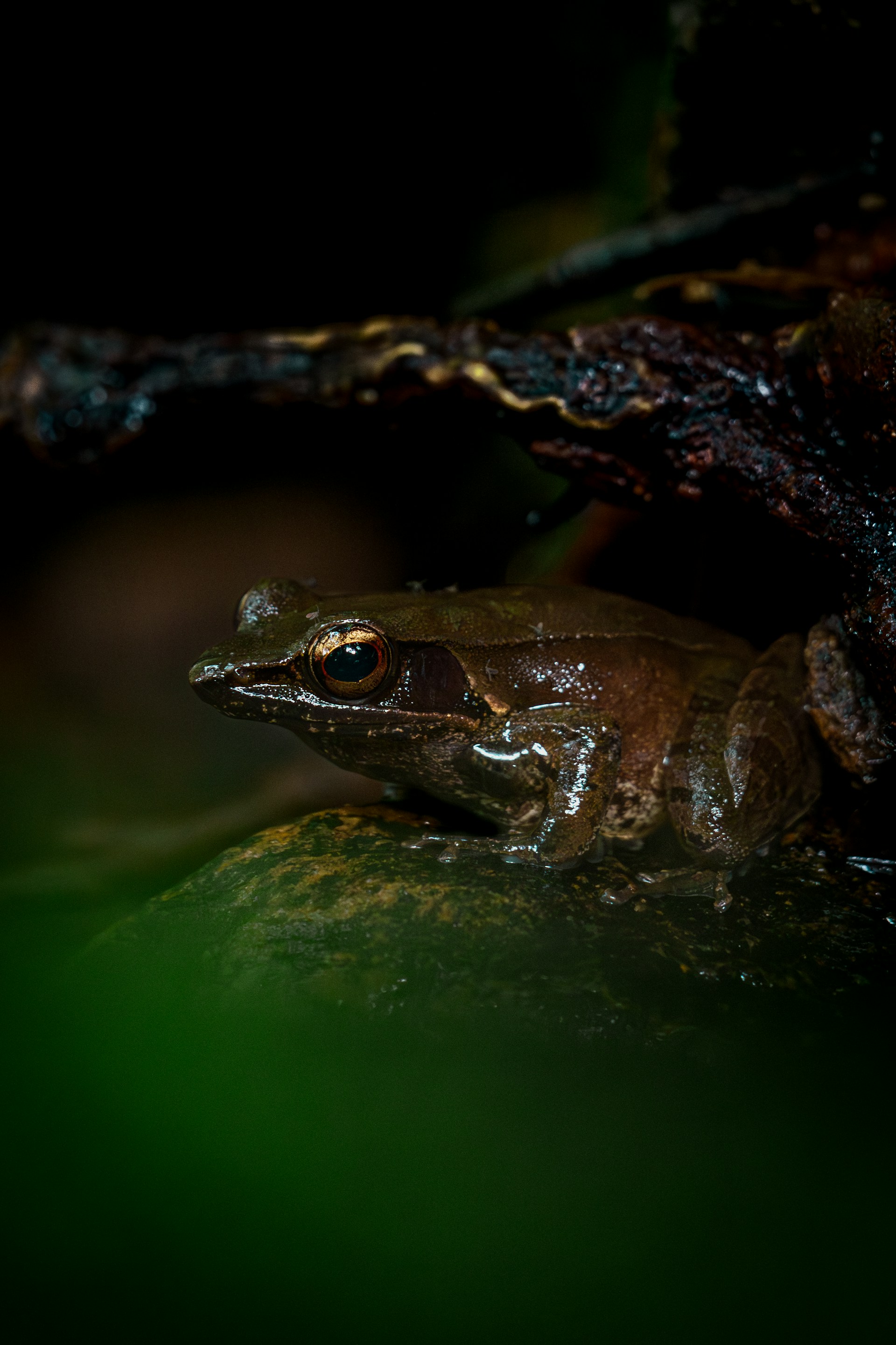 A frog that is sitting on a leaf