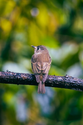 A small brown bird sitting on a branch