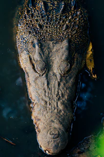 A large alligator floating on top of a body of water