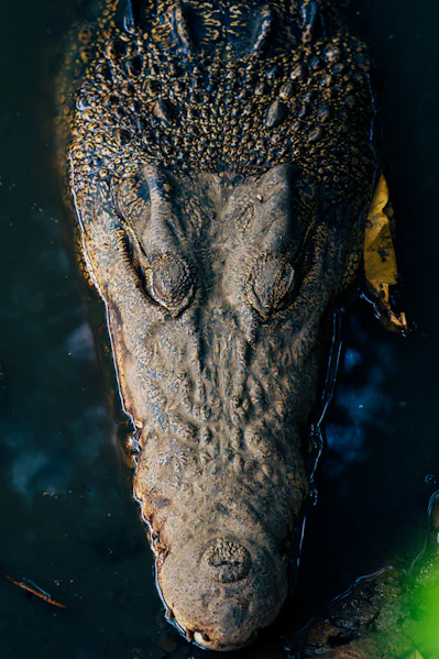 A large alligator floating on top of a body of water