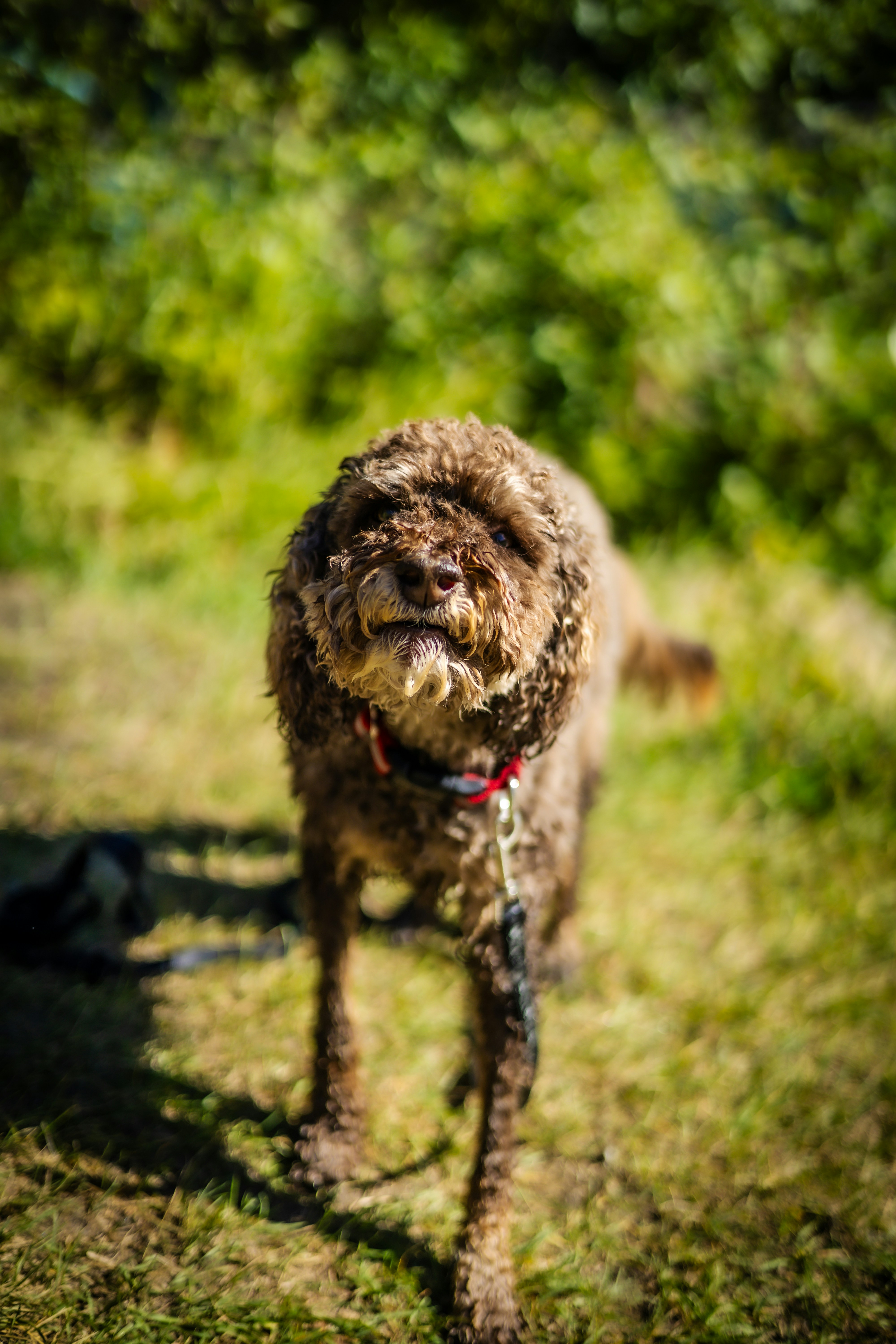 Photo by harrydhindsa