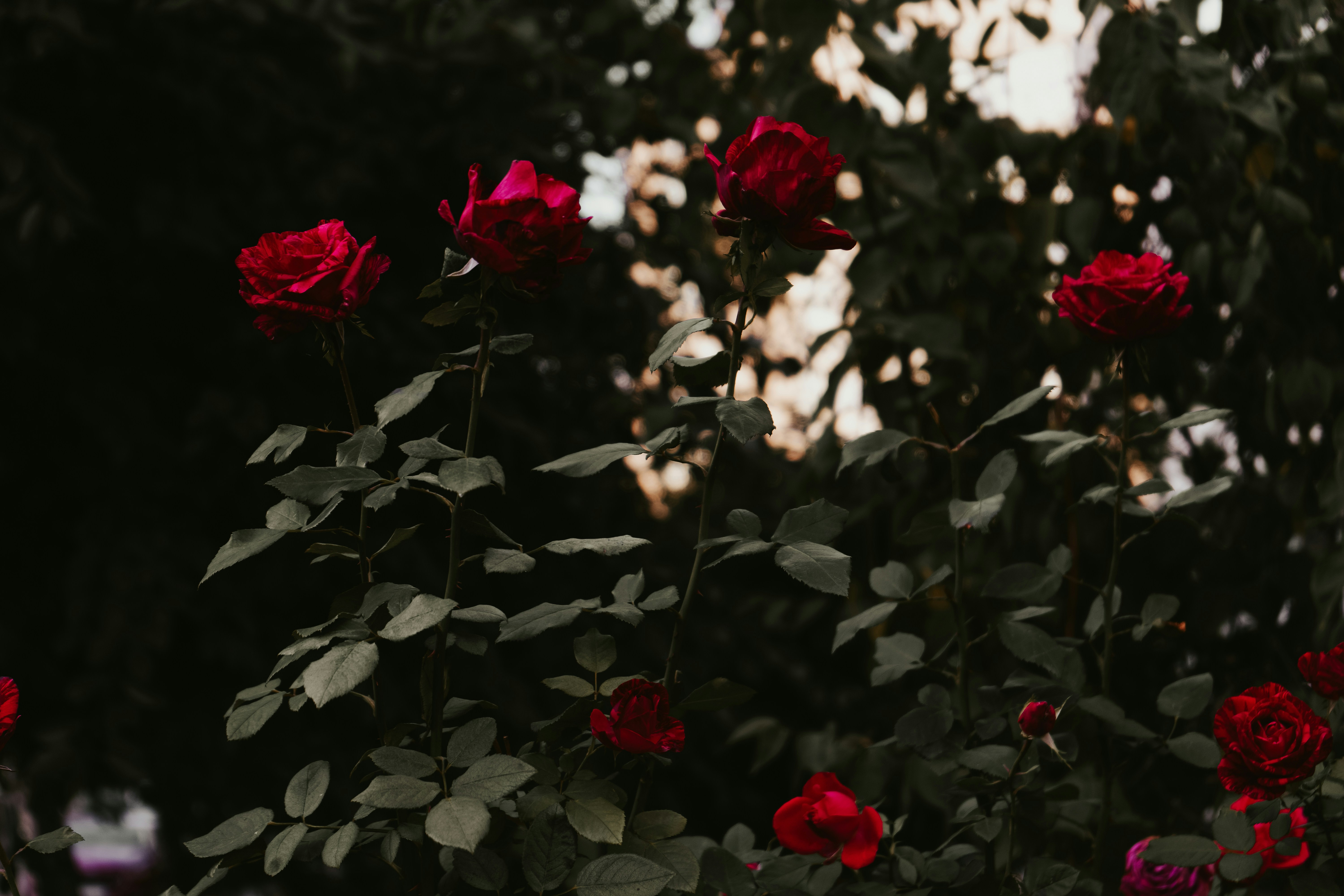 Photo by iriser