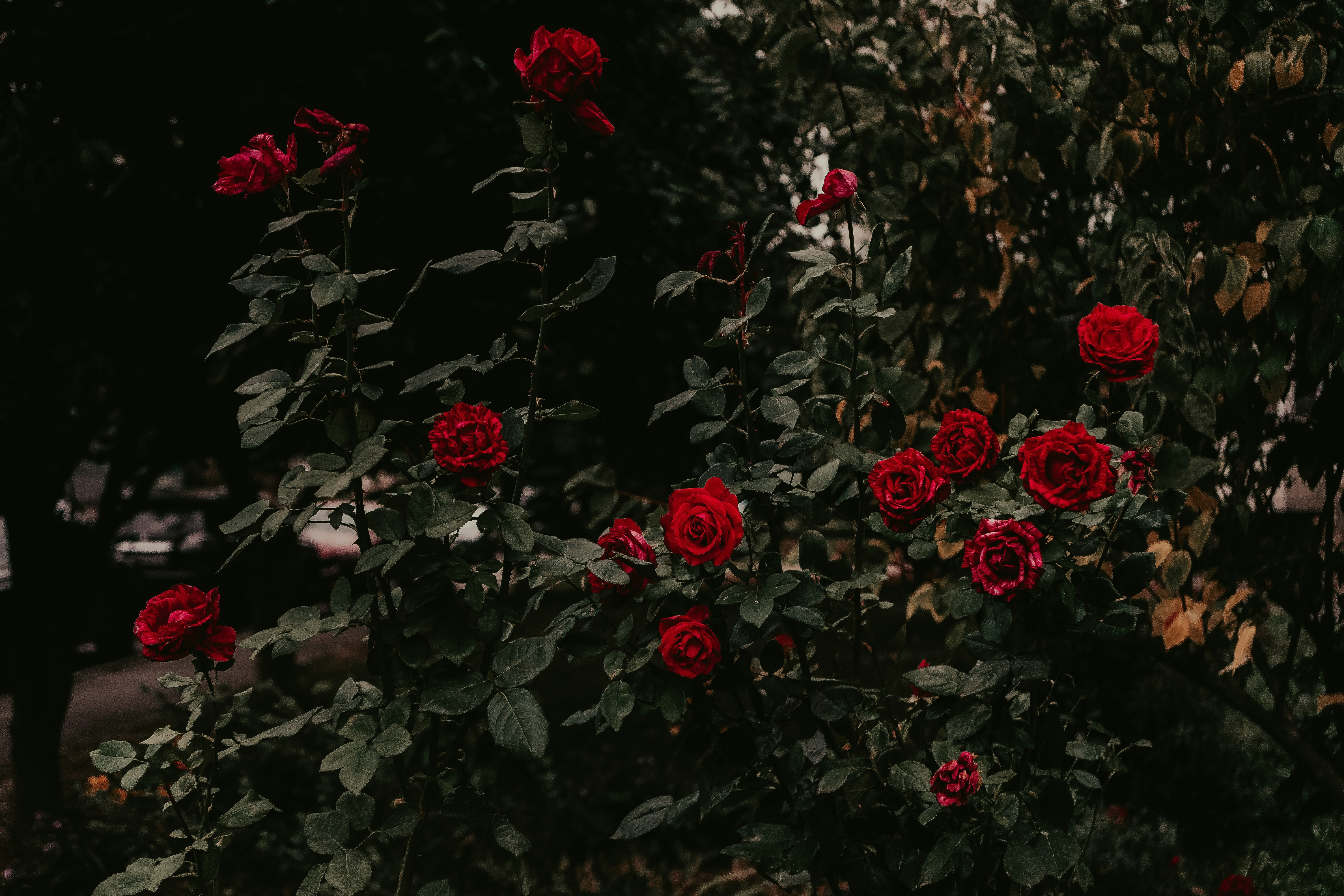 Photo by iriser