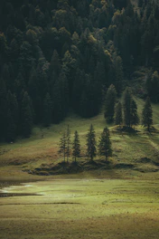 A grassy field with trees in the background