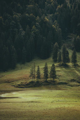 A grassy field with trees in the background