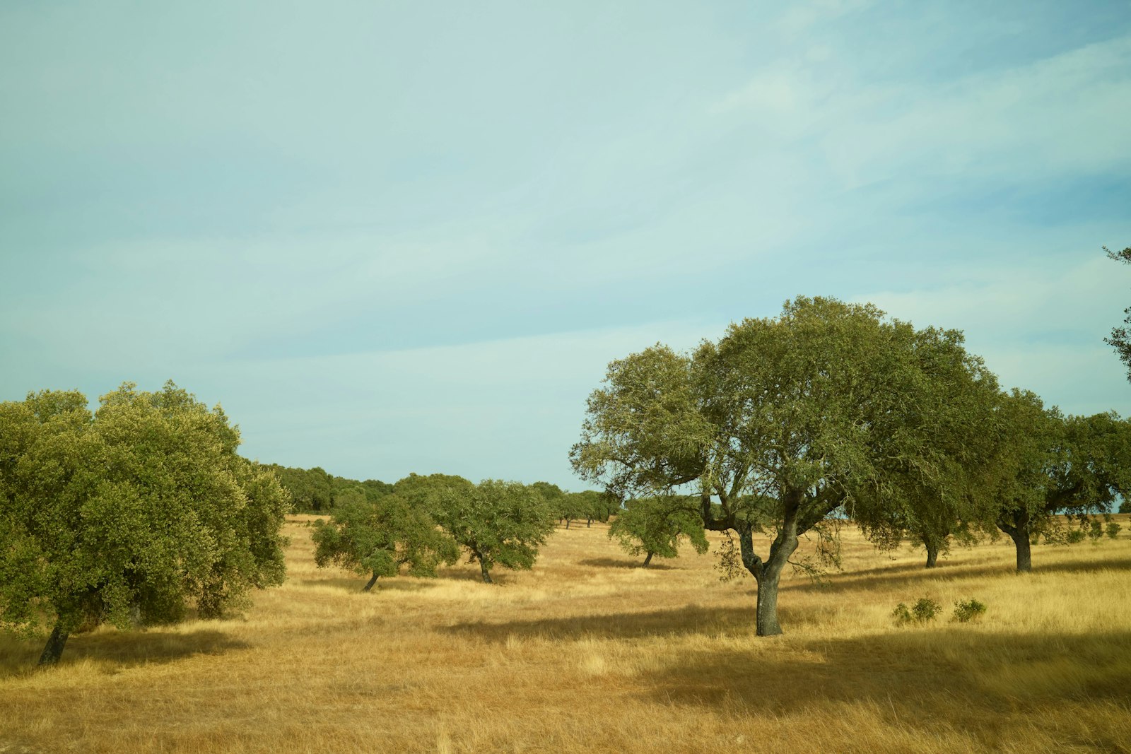 Alentejo