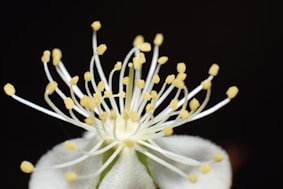 A close up of a white flower with yellow stamen