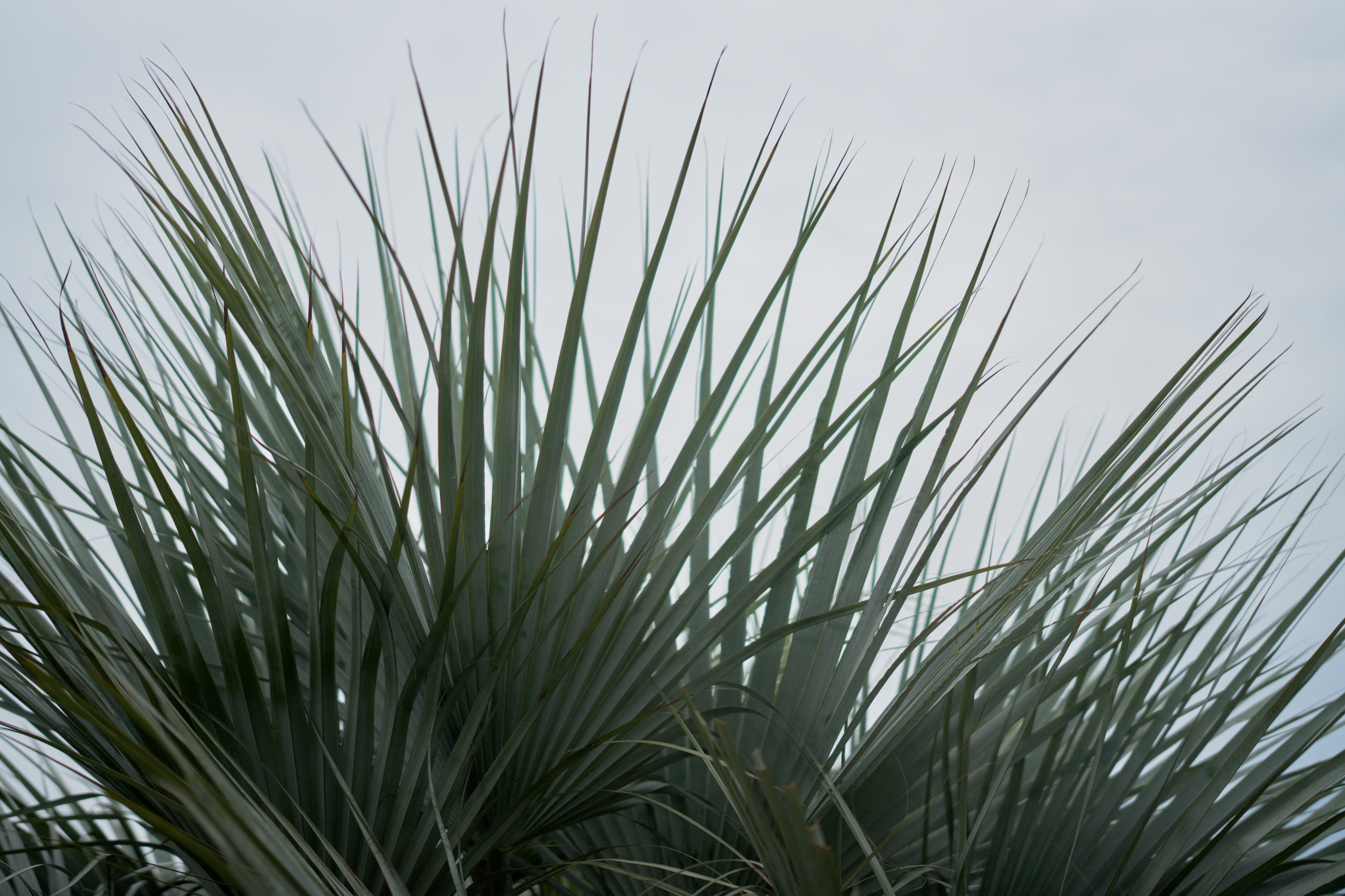Plantación de agave 12