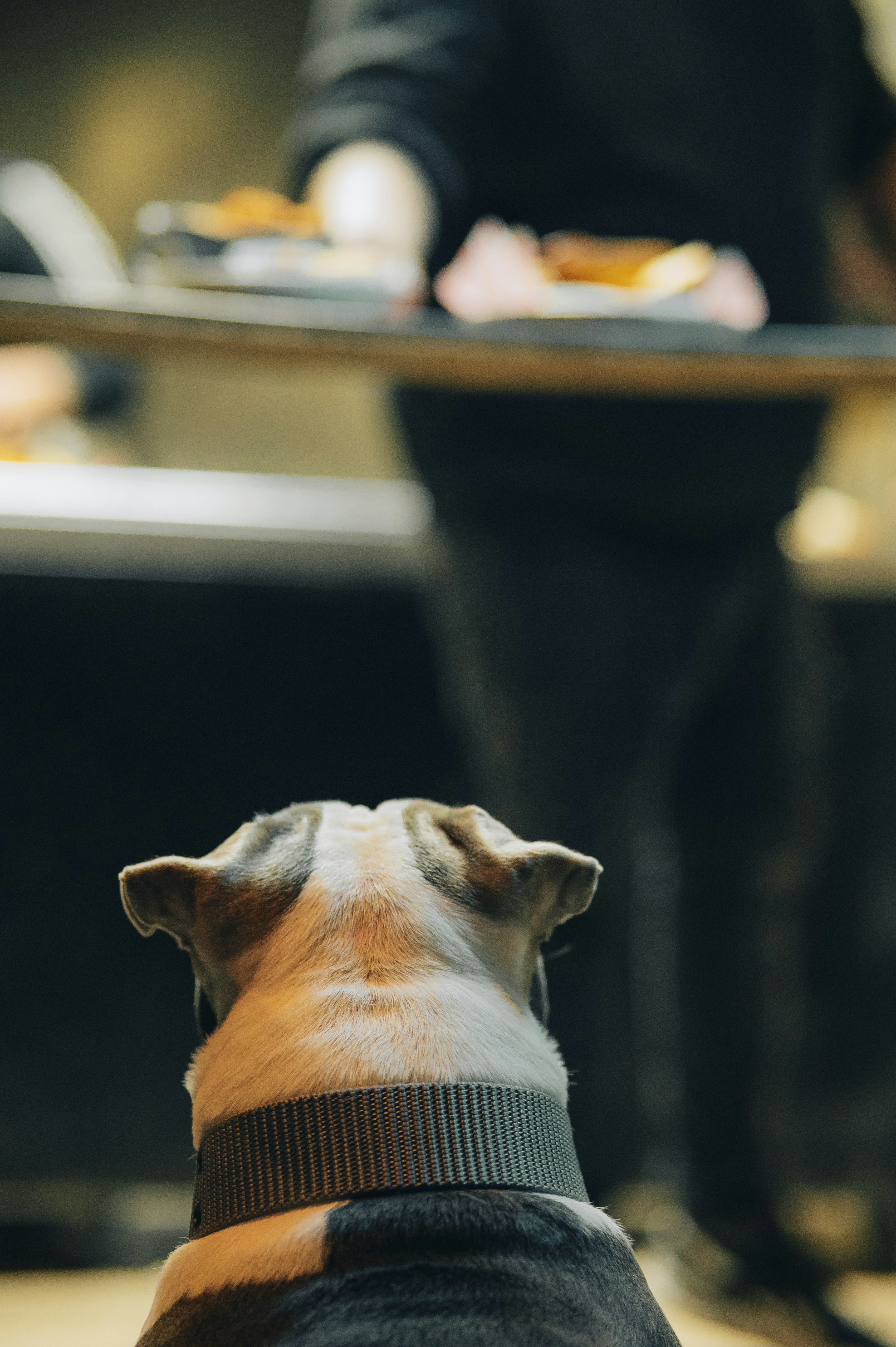 Um cachorro sentado na frente de uma mesa com comida foto – Imagem grátis  sobre Alimento na Unsplash, image size:3000x4508
