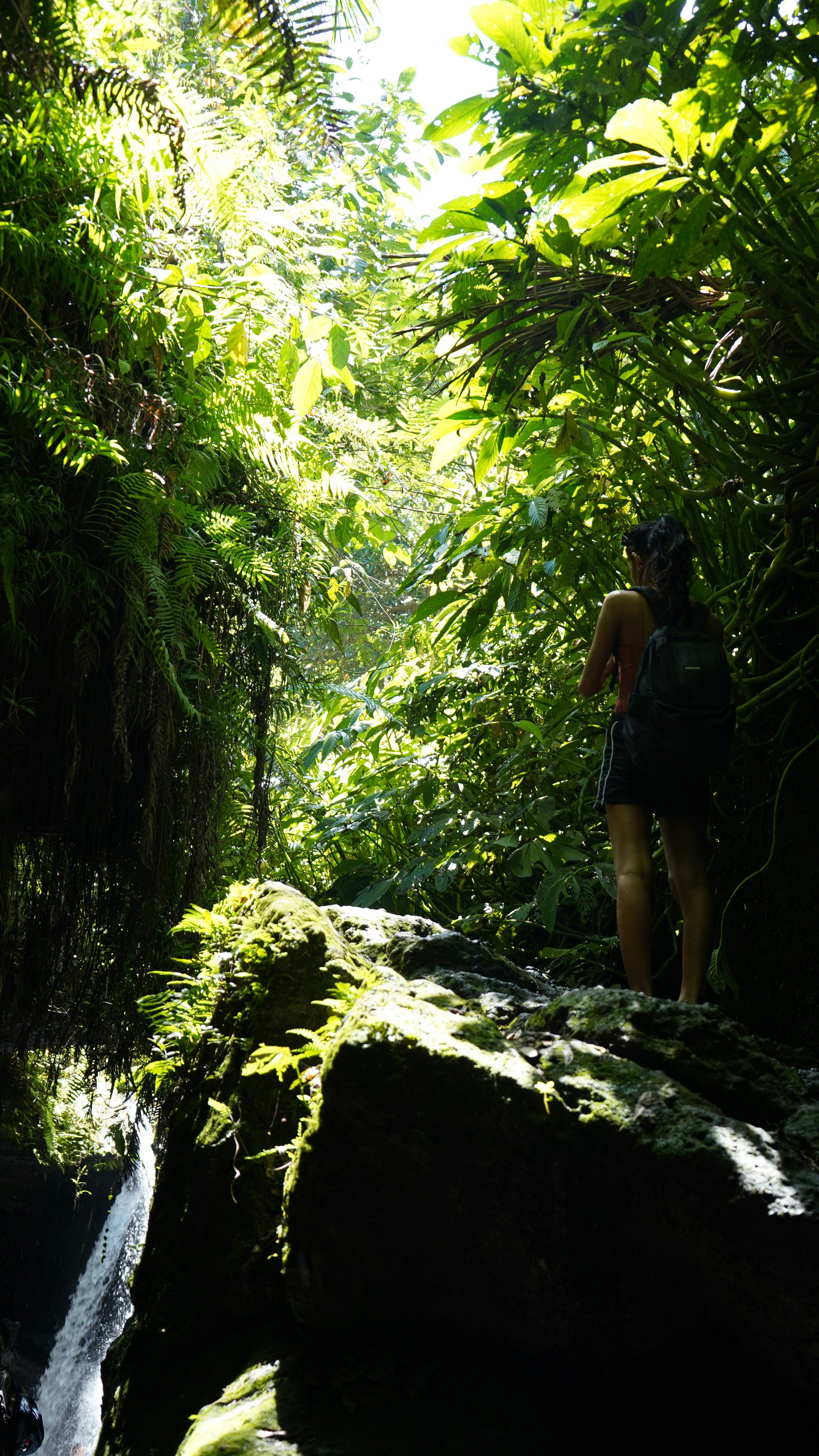 A person standing on a rock in the middle of a forest