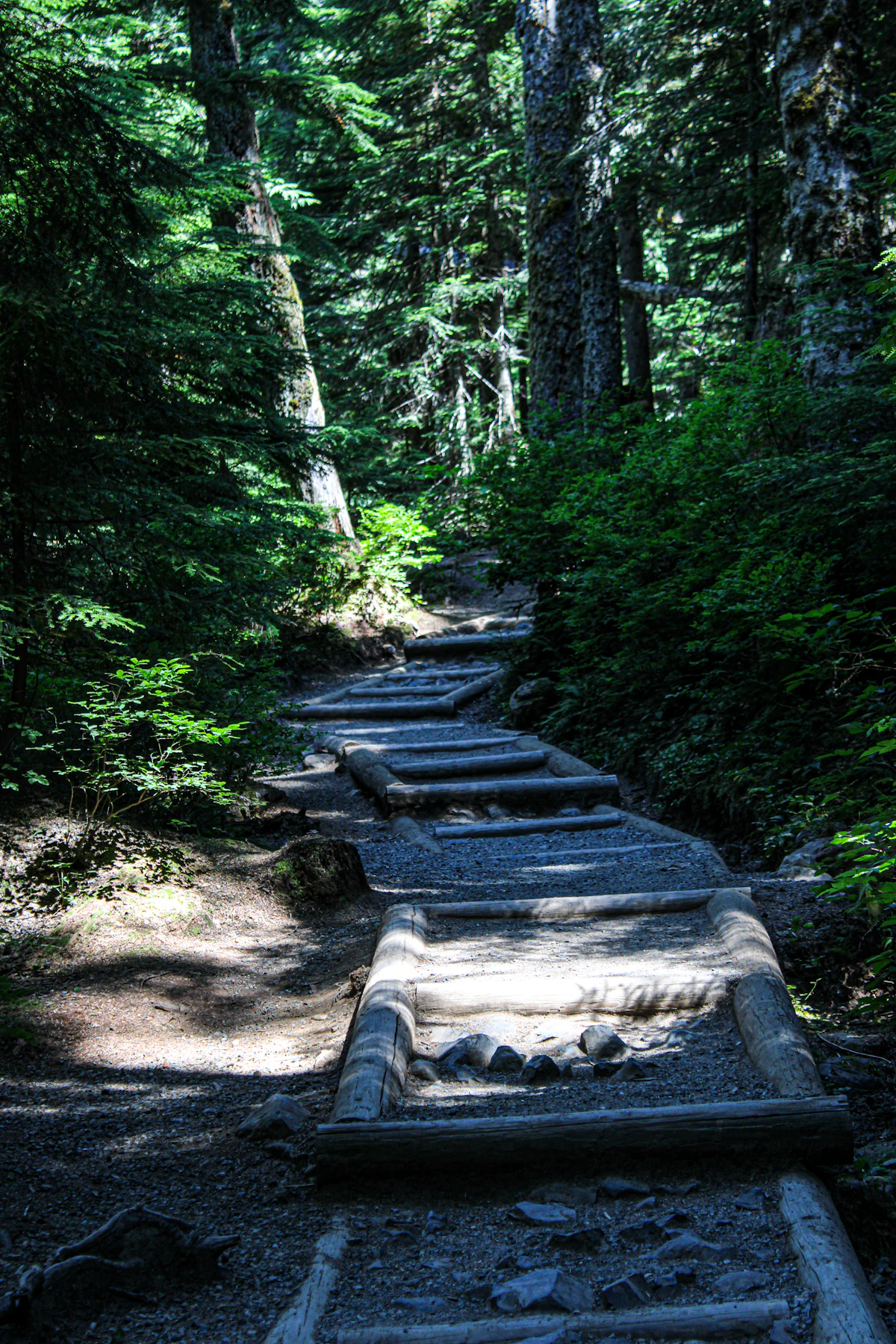 A trail with log steps through tall conifers near Snoqualmie Pass