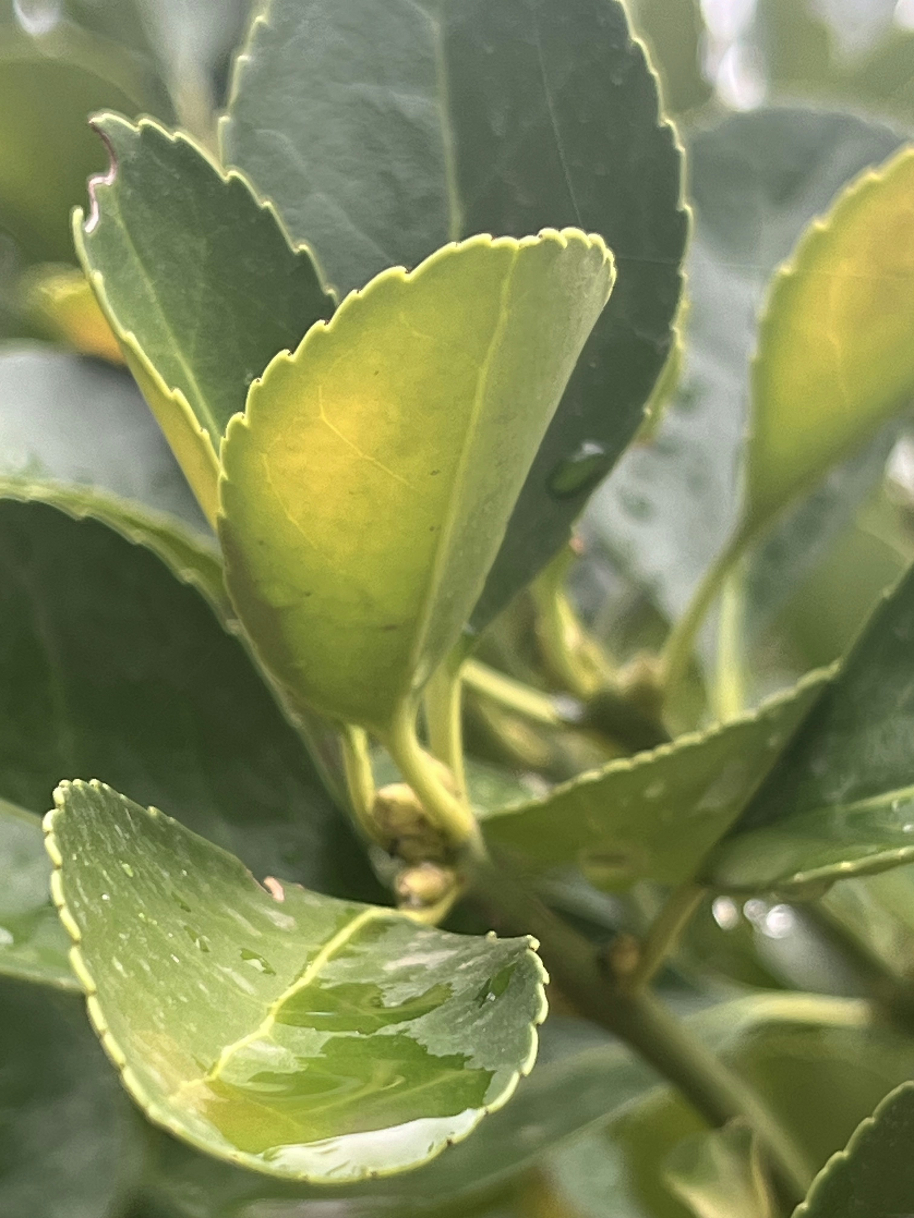Un primer plano de una hoja verde en un árbol