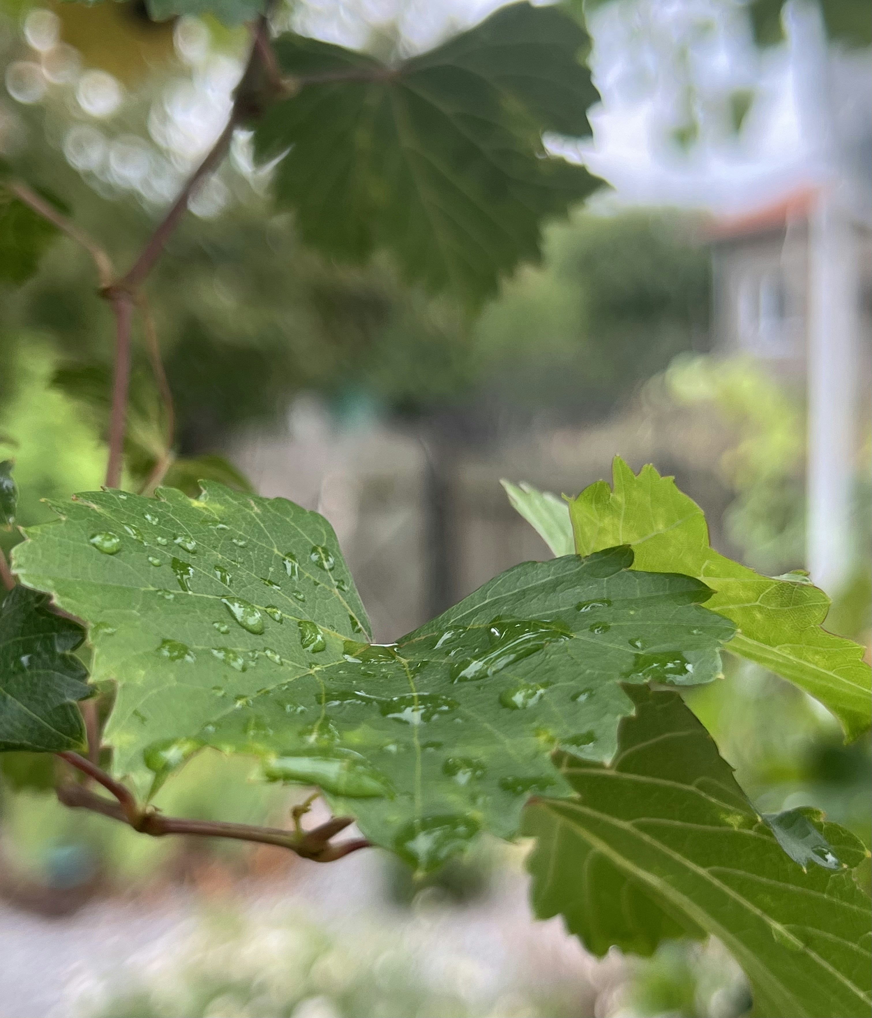 A close up of a leaf with water droplets on it
