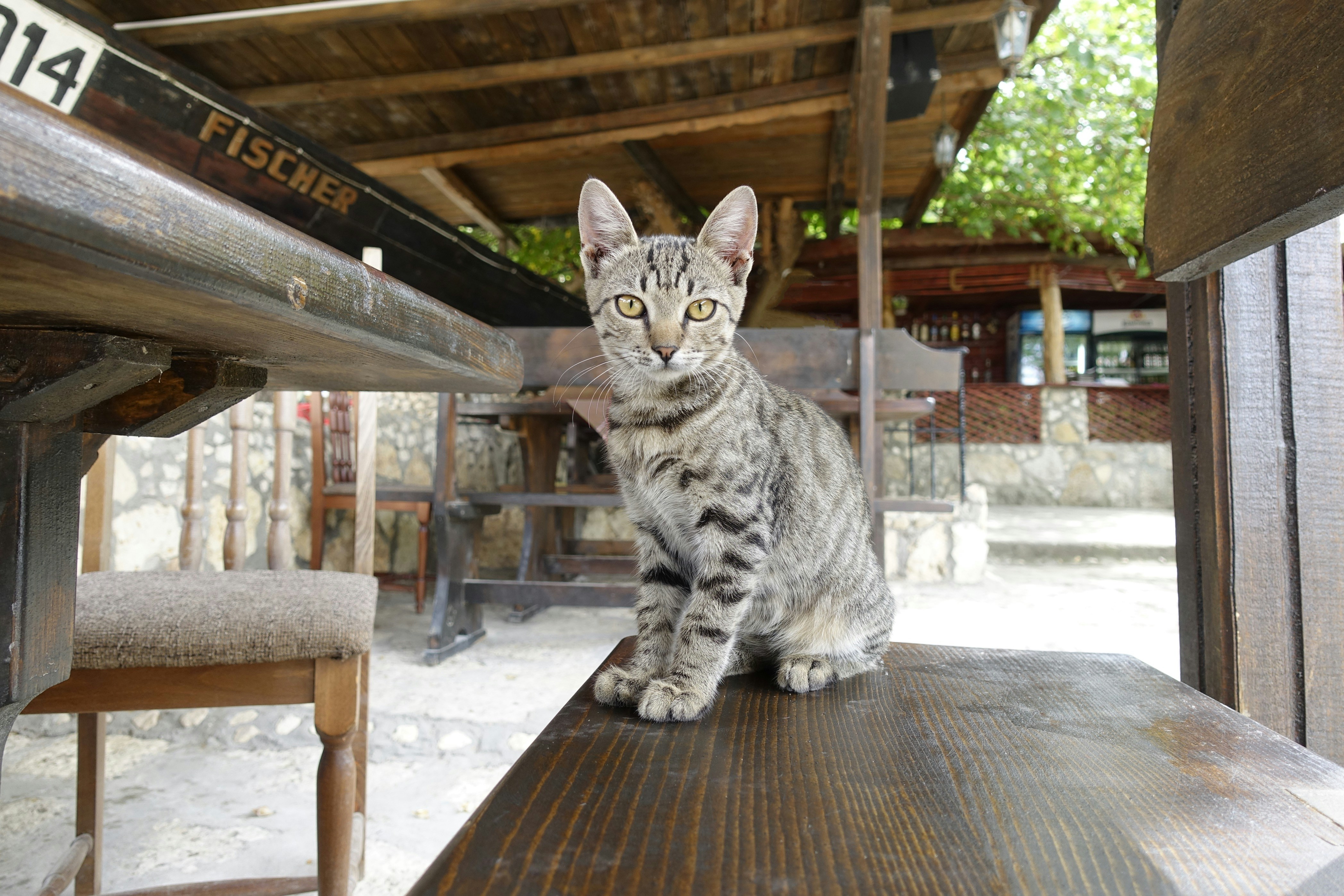 A cat sitting on top of a wooden table