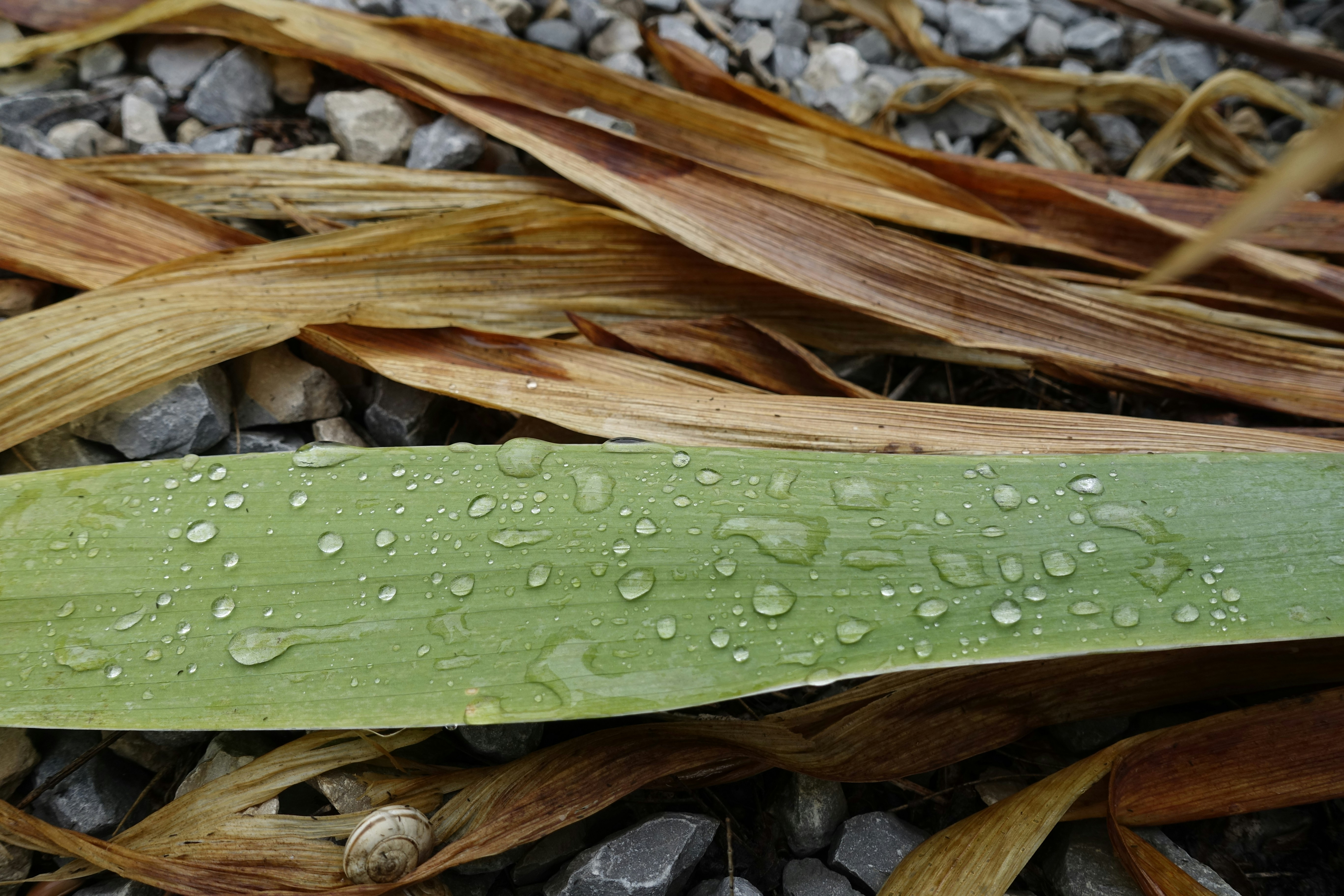 Un primer plano de una hoja con gotas de agua