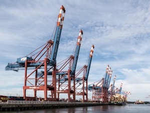 A group of cranes that are sitting in the water