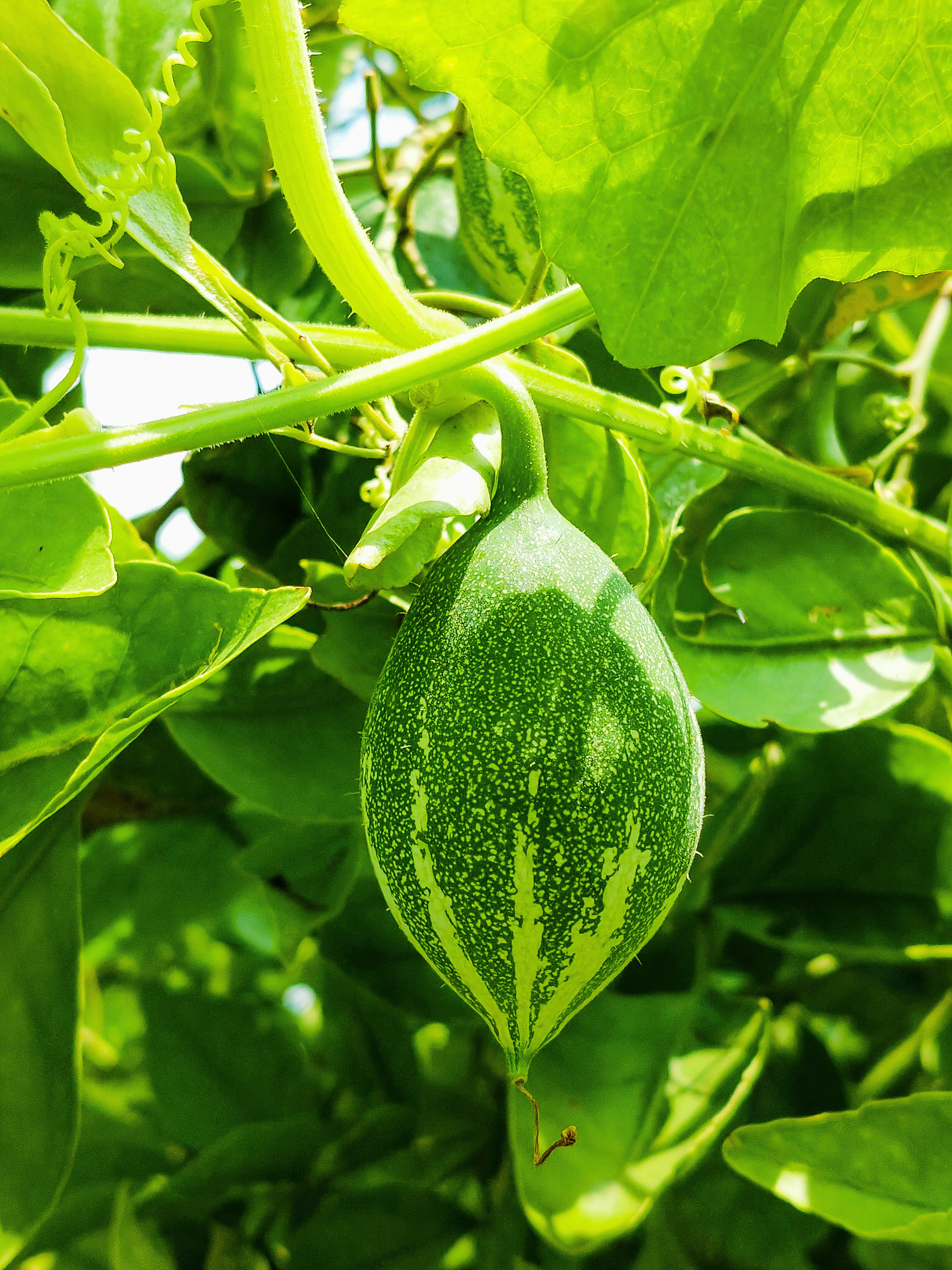 Photo by all_farming_