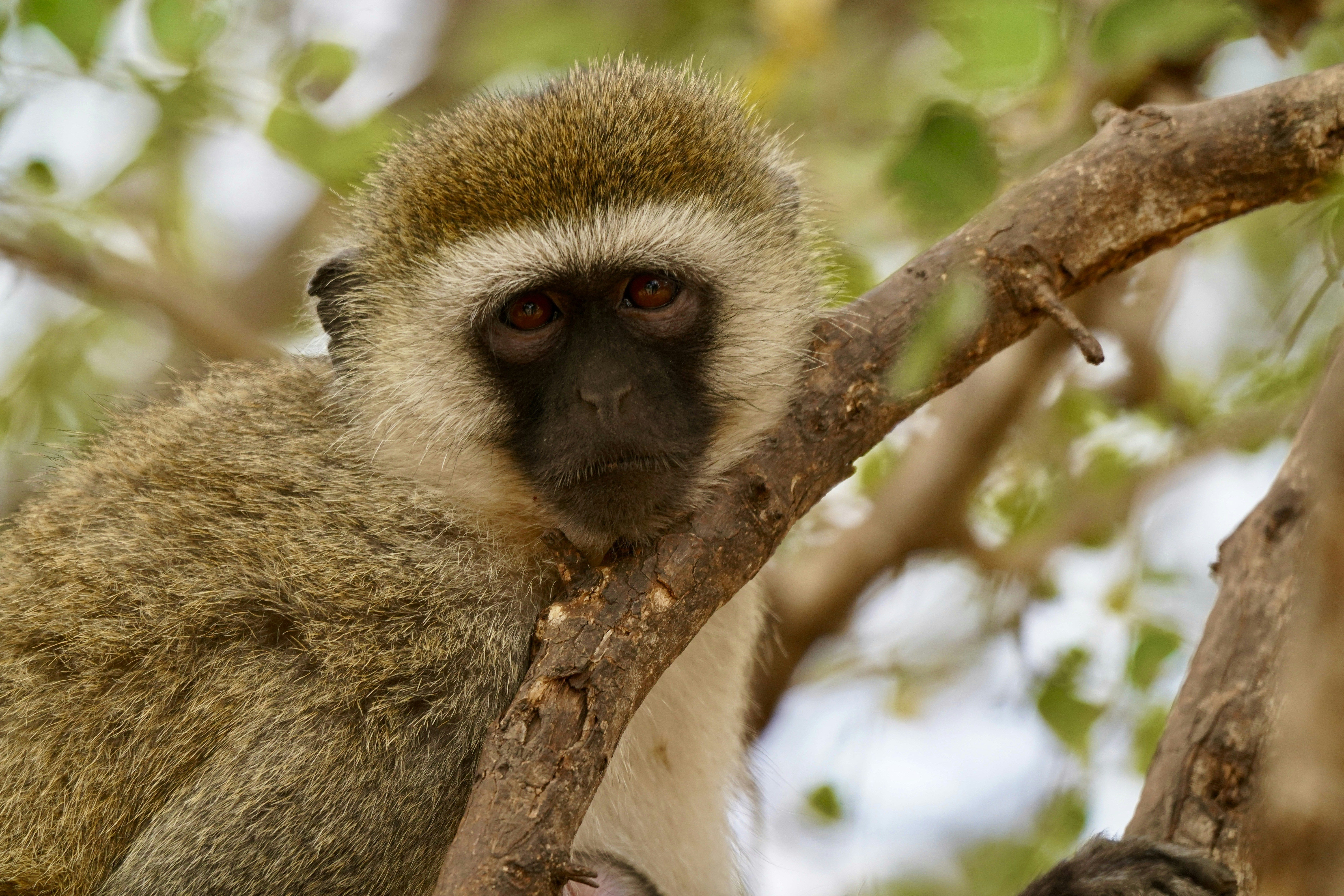 A monkey is sitting in a tree and looking at the camera