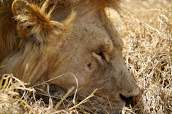 A close up of a lion laying in the grass