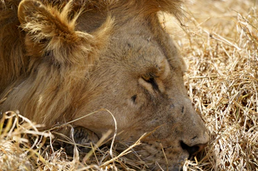 A close up of a lion laying in the grass