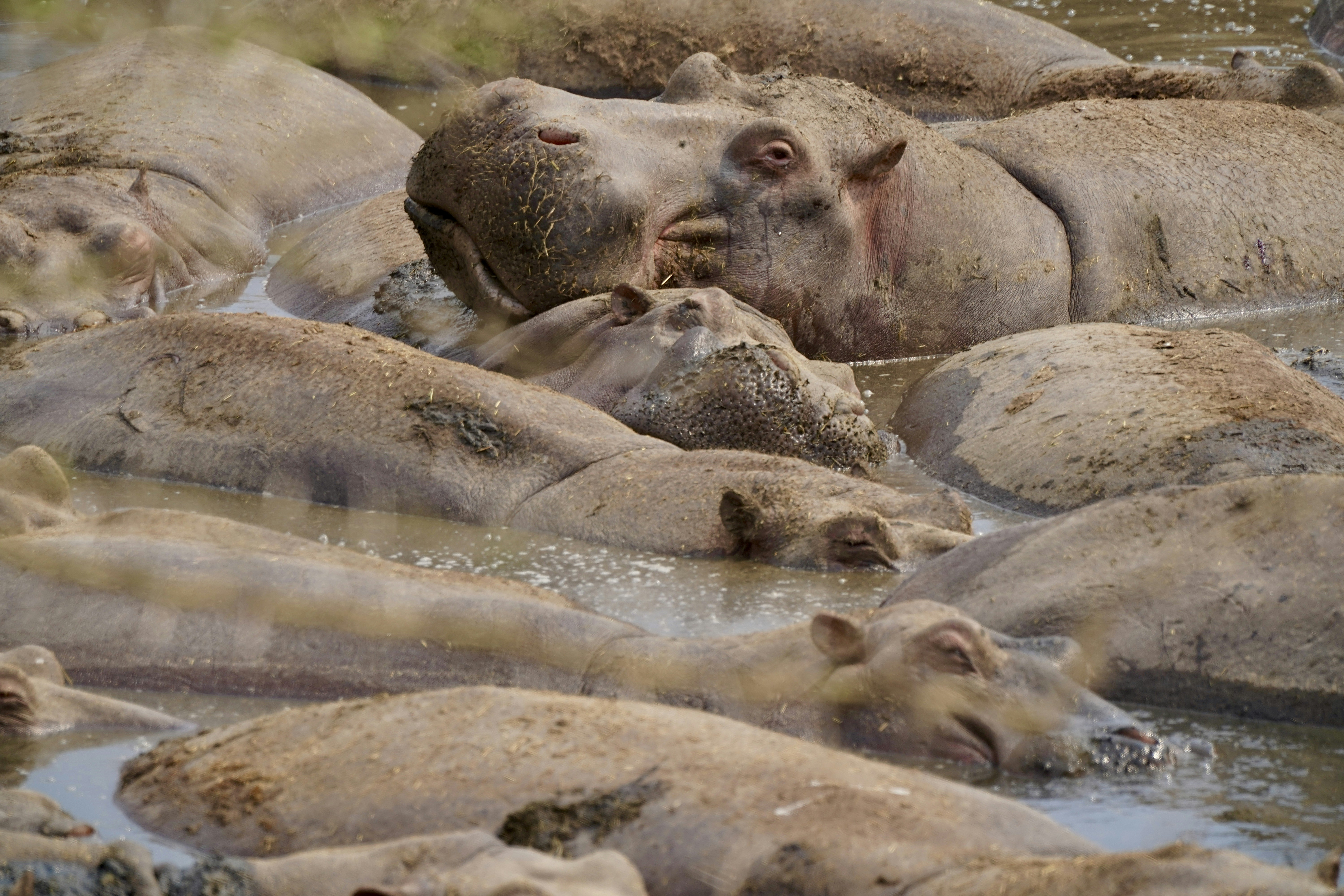 A herd of hippopotamus in a body of water