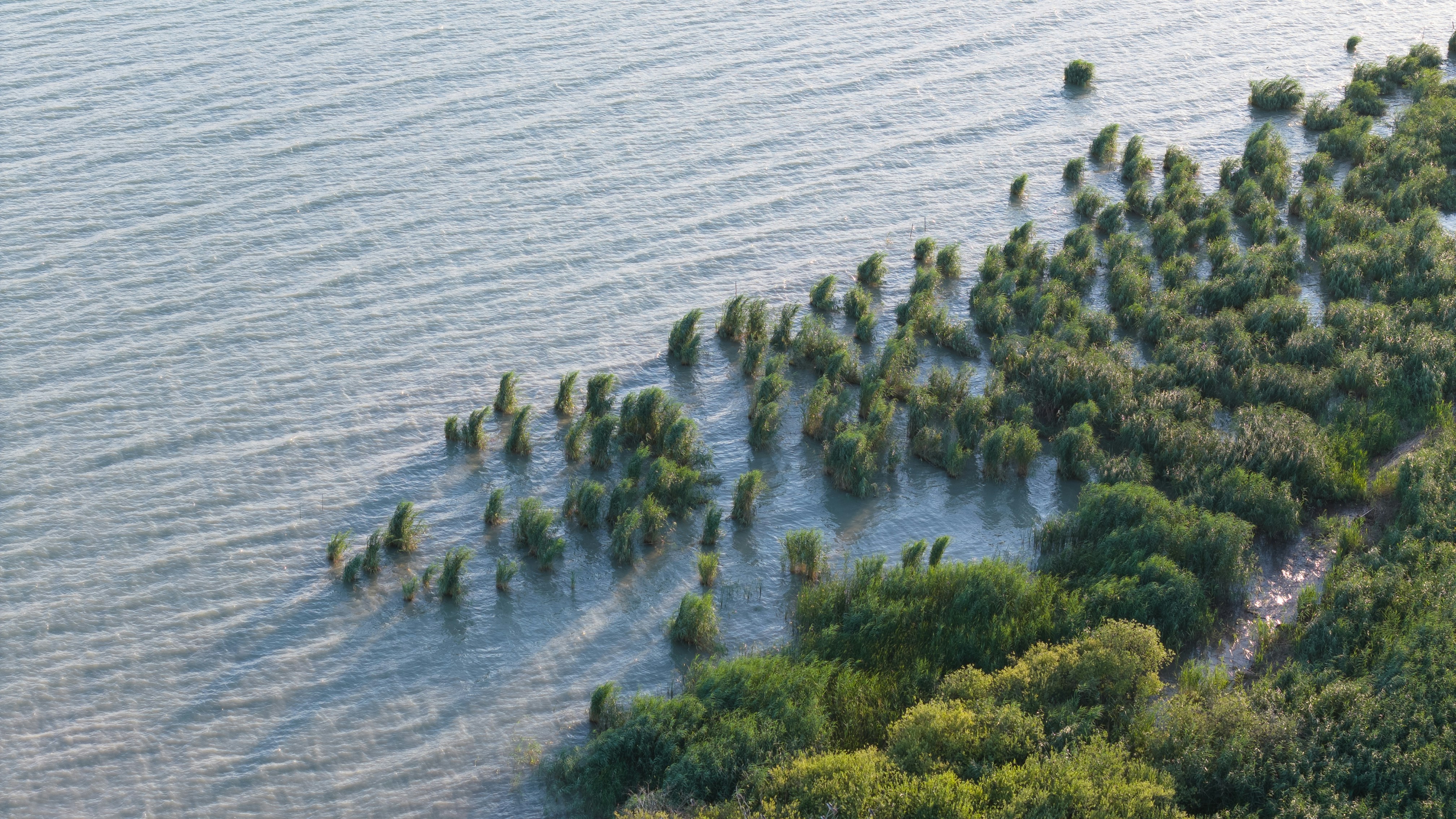 A large group of trees that are in the water, 