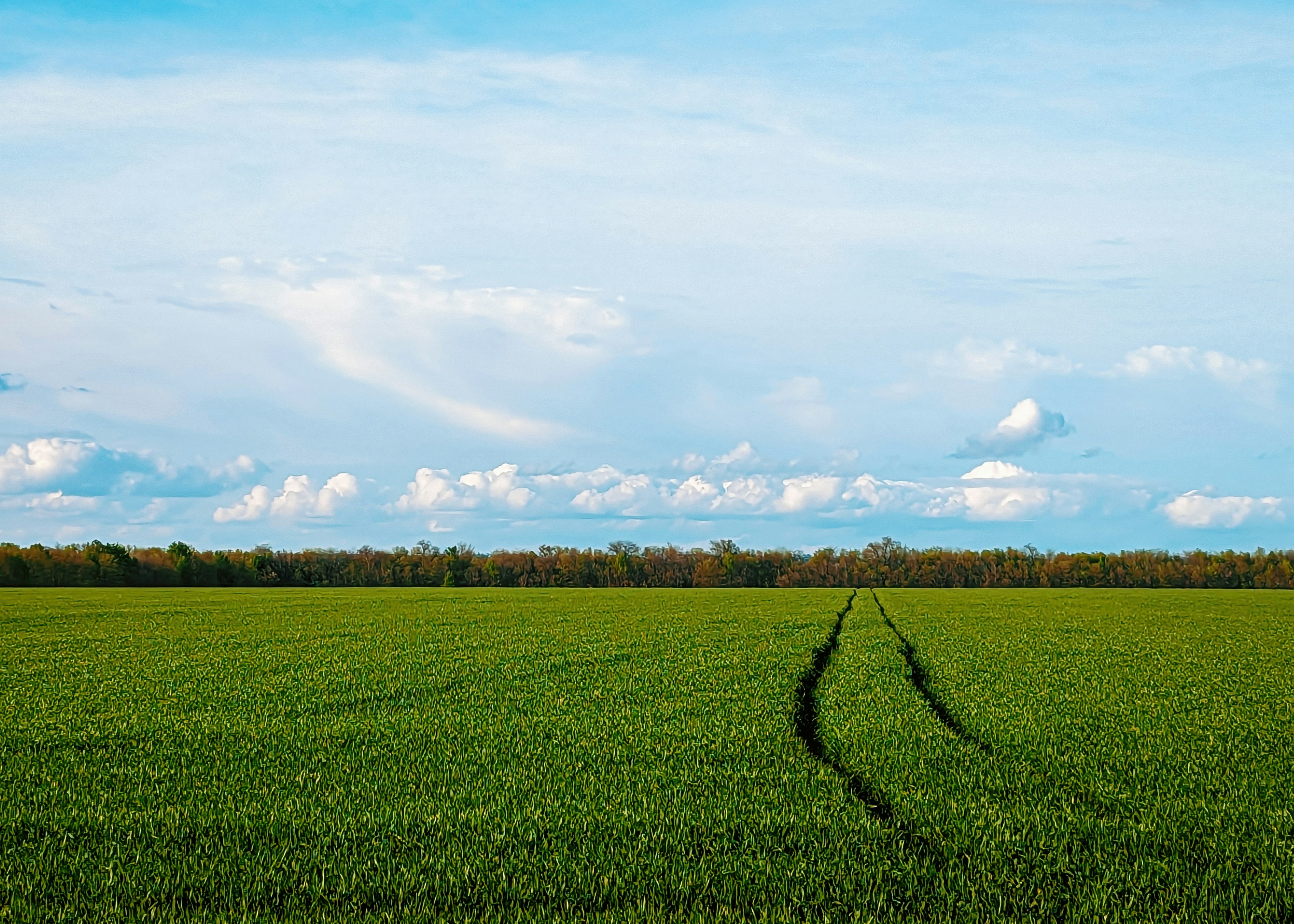 Un campo verde con un cielo azul al fondo
