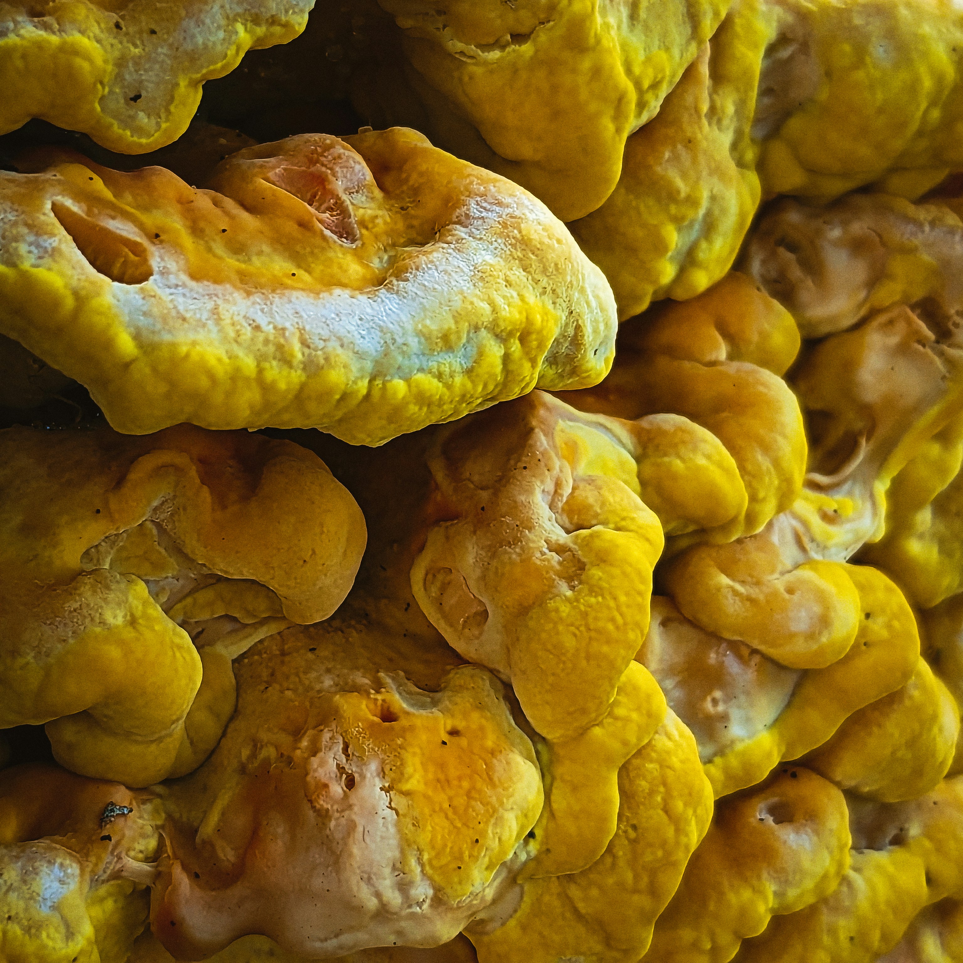 Un primer plano de un montón de comida