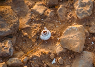 A small white object sitting on top of rocks