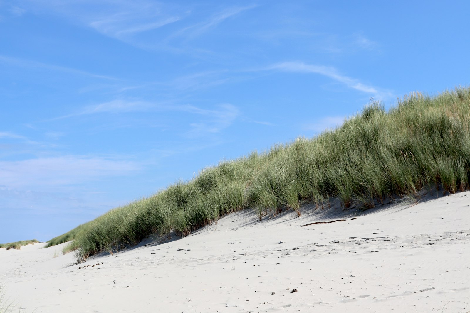 Het bos op dit eiland is aangeplant