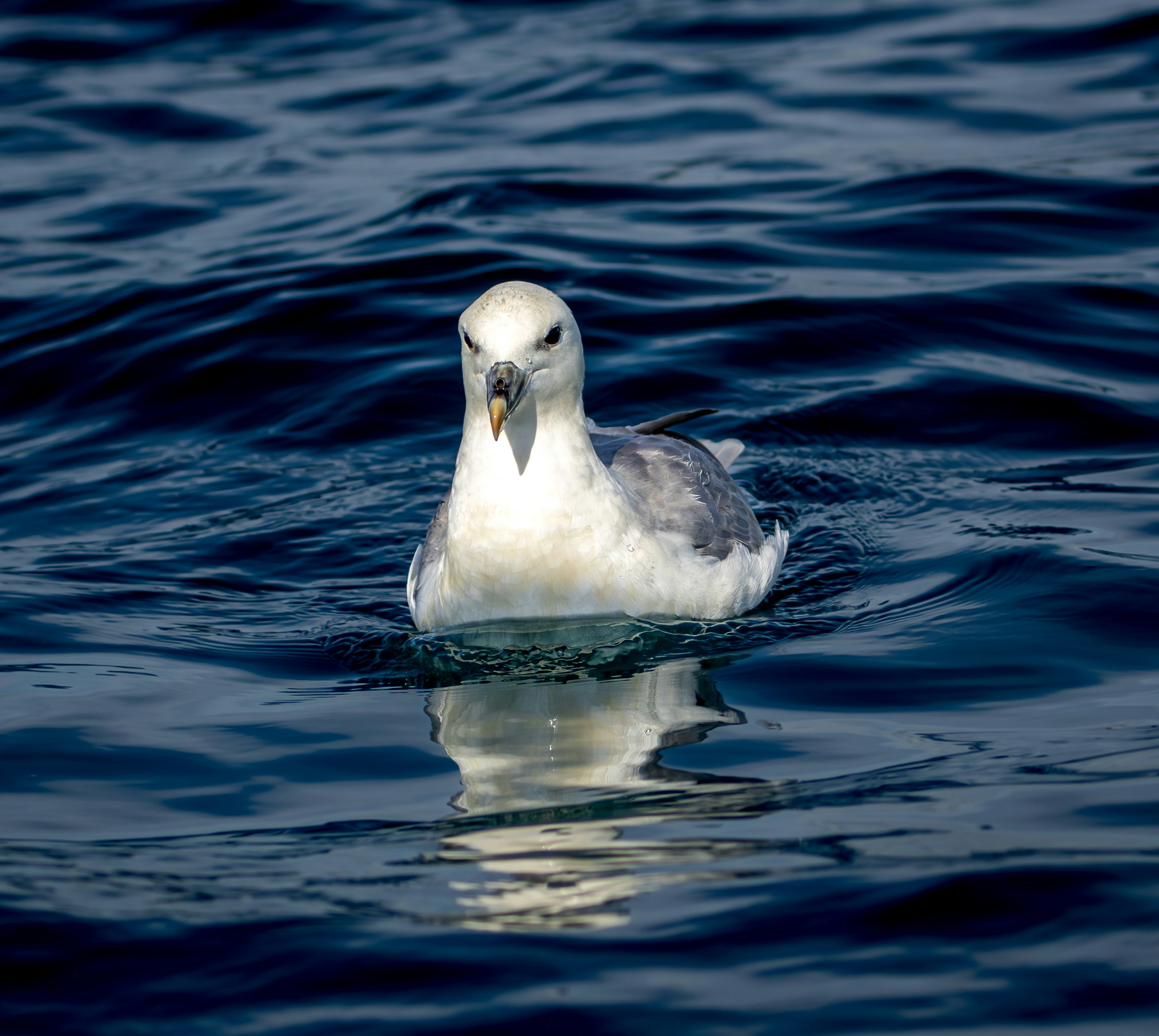 Photo by raymondo600