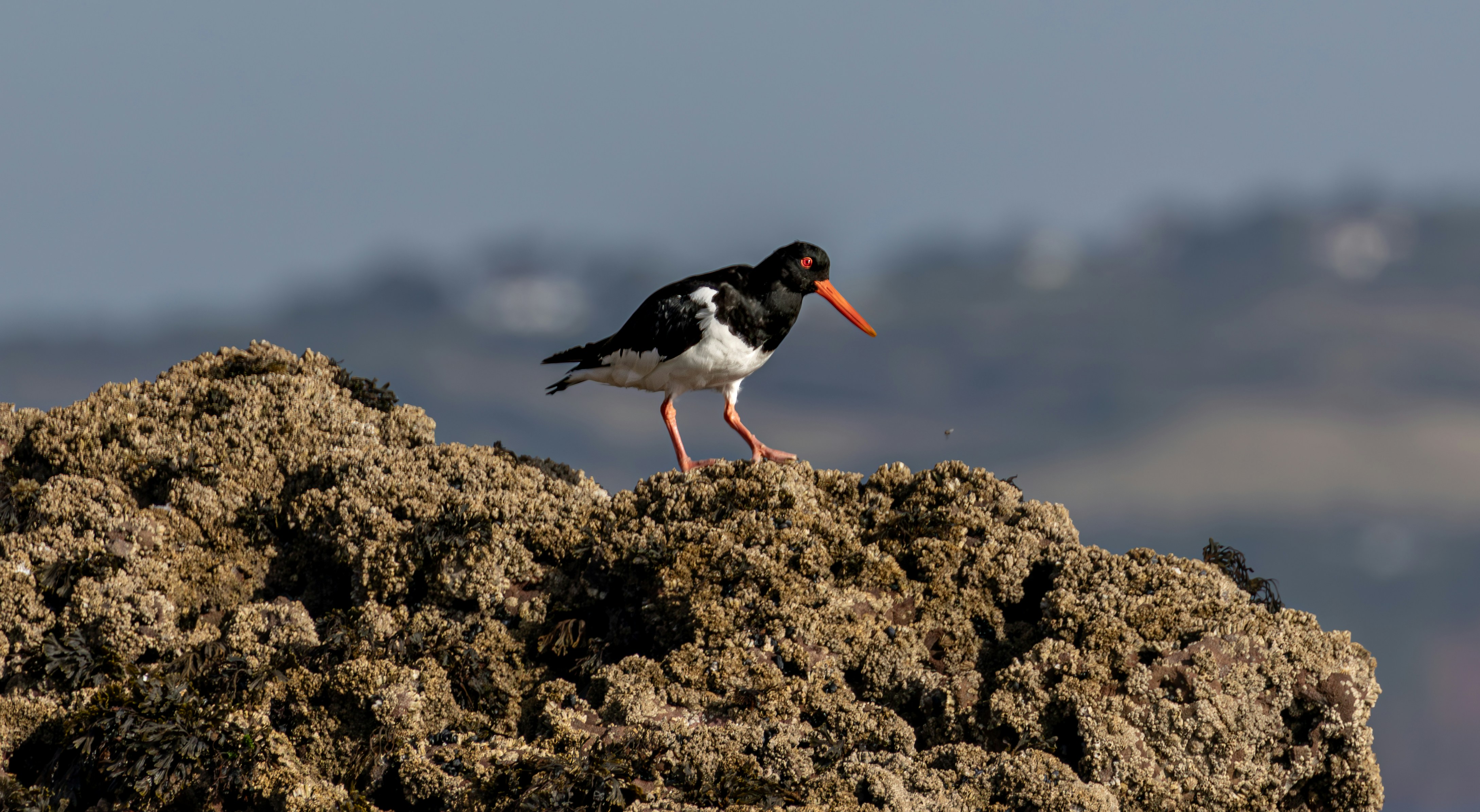 A bird standing on top of a pile of dirt