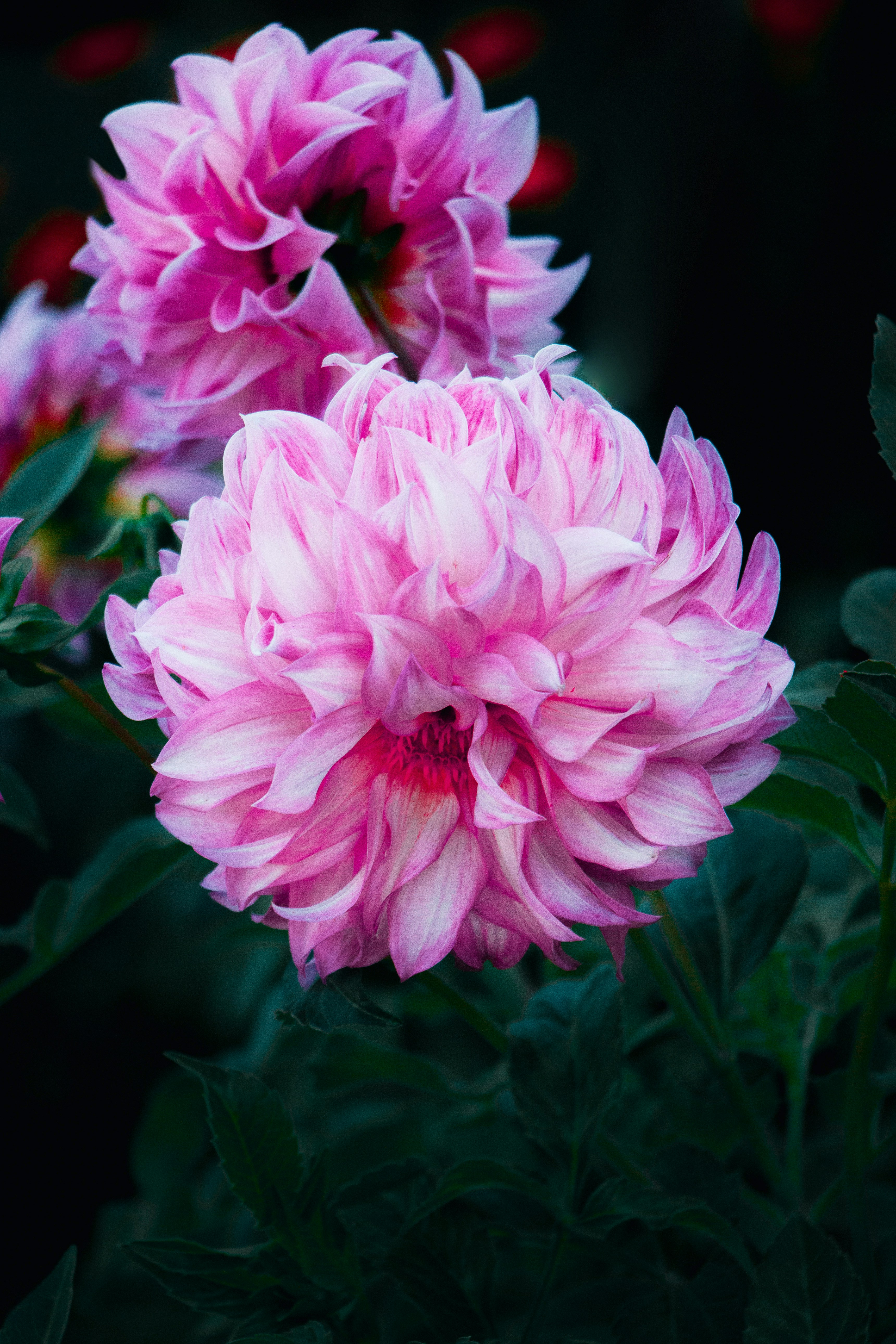 Photo by temapedchenko