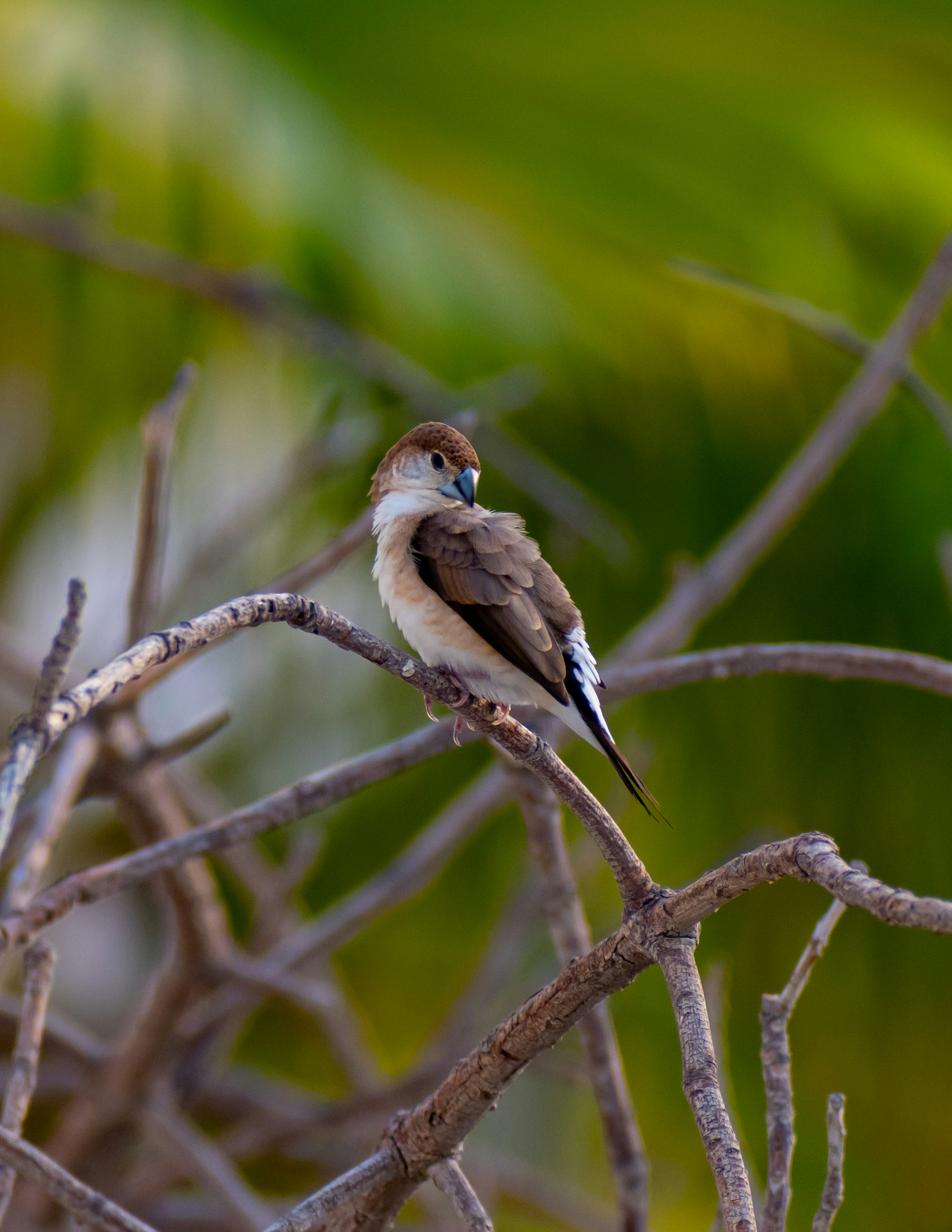 Photo by maheerakulsoom